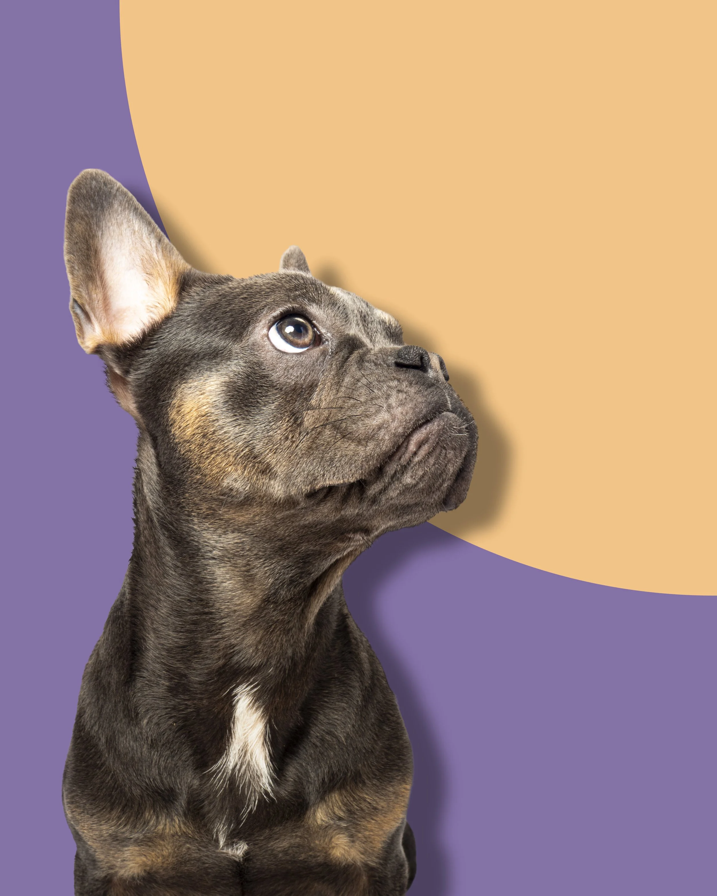 Frenchie with orange and purple background with shadow.jpg