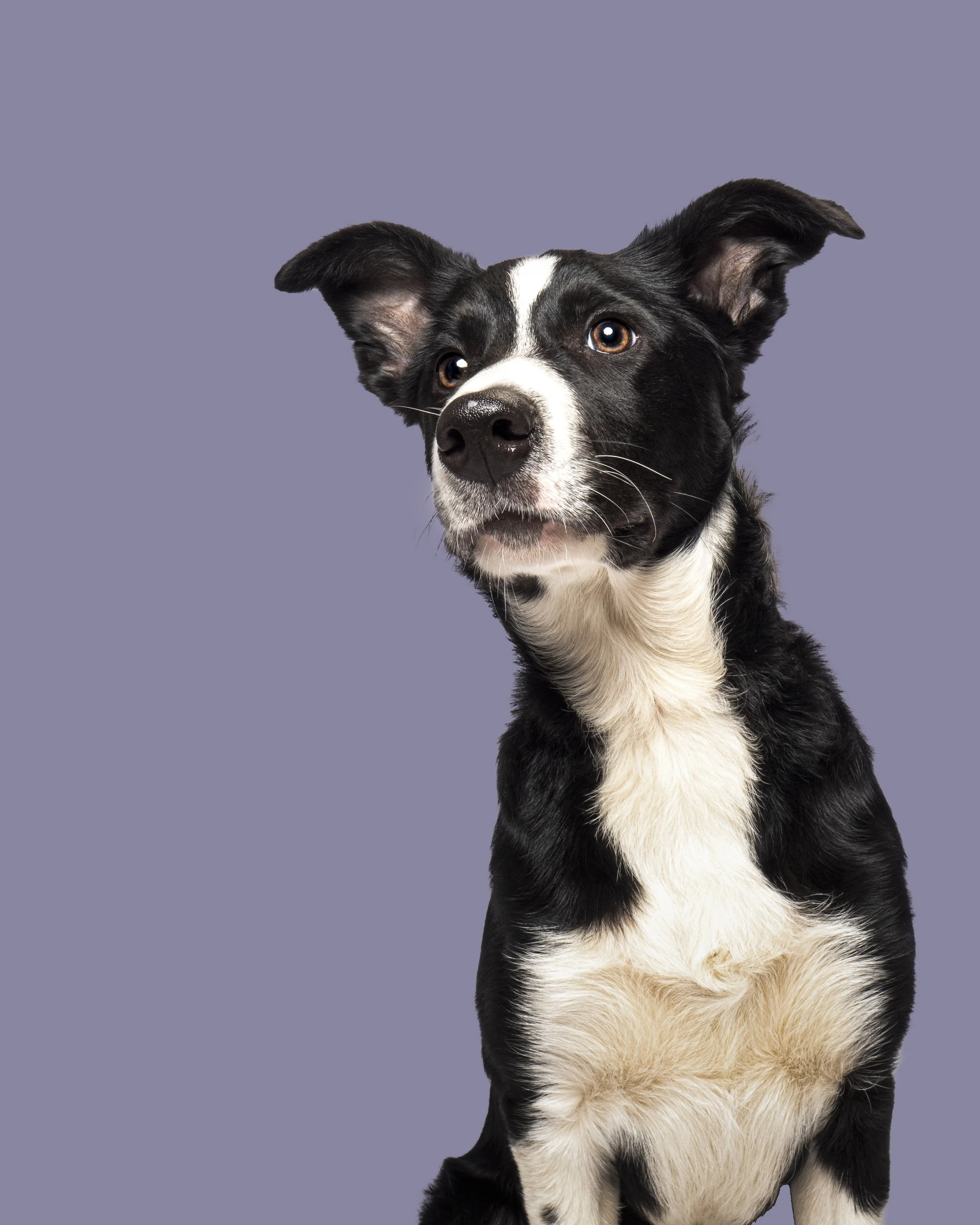 Stanley.on purple psd.jpg