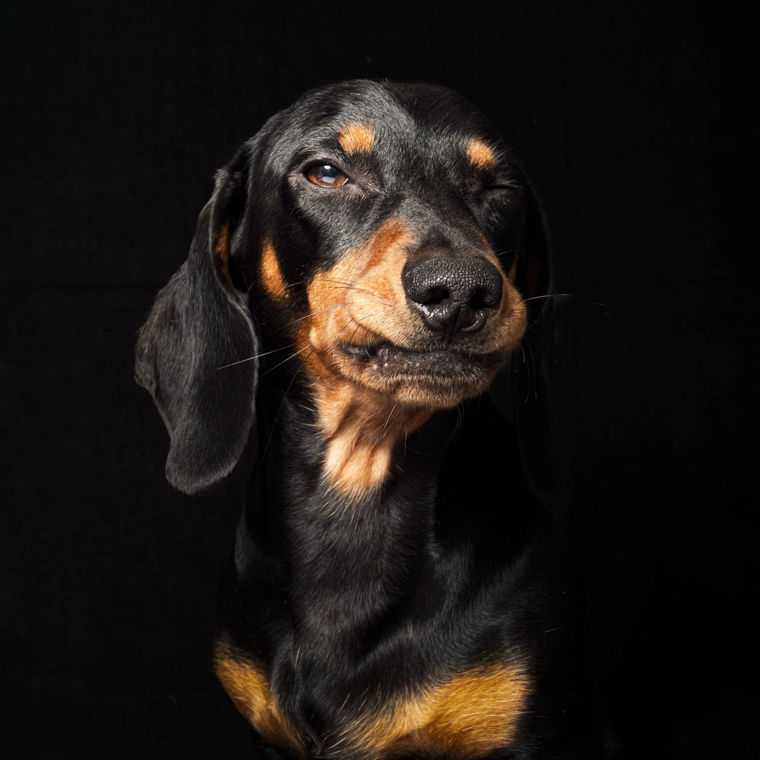 Grumpy Doxie.jpg