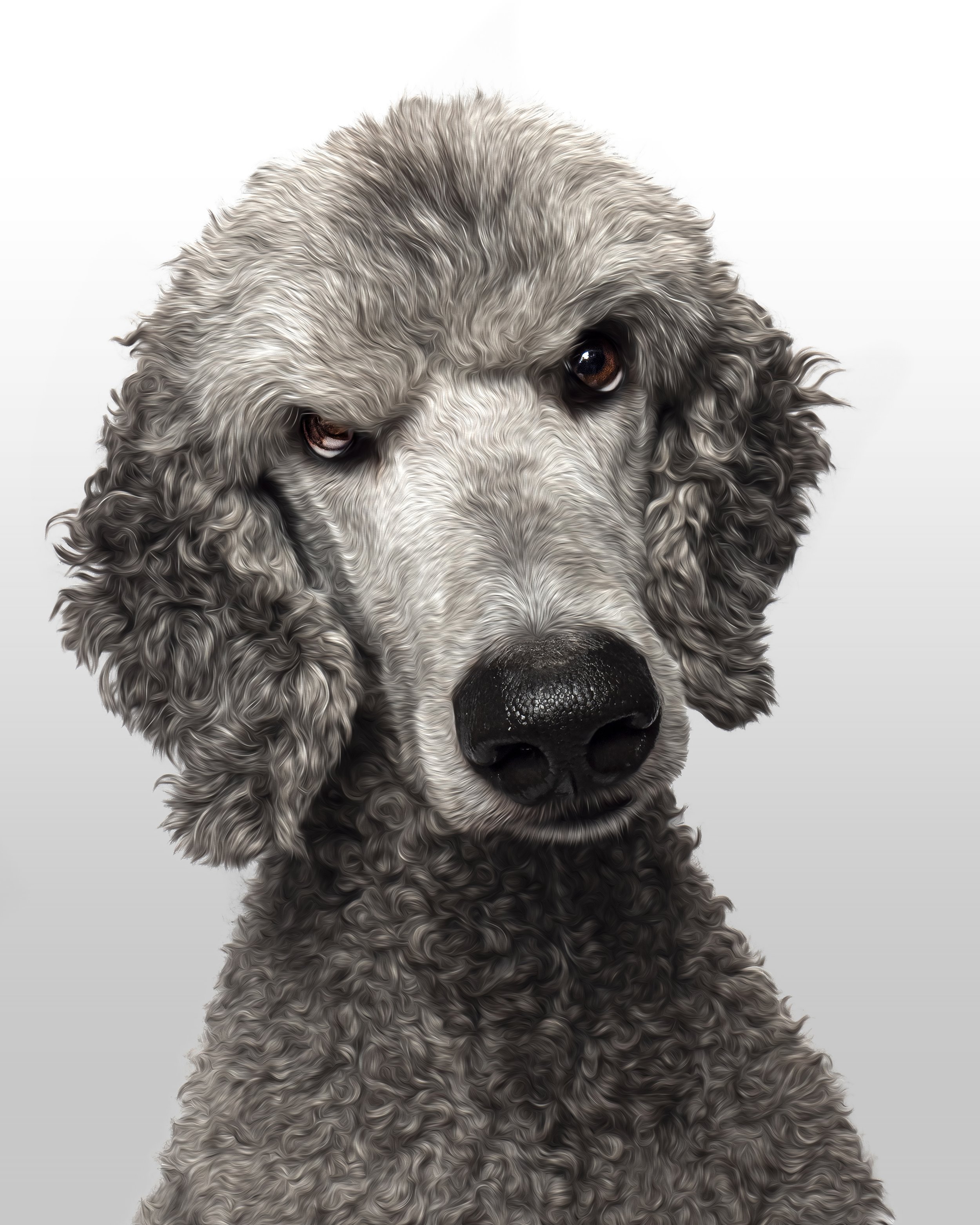 Stylised Boisie.jpg