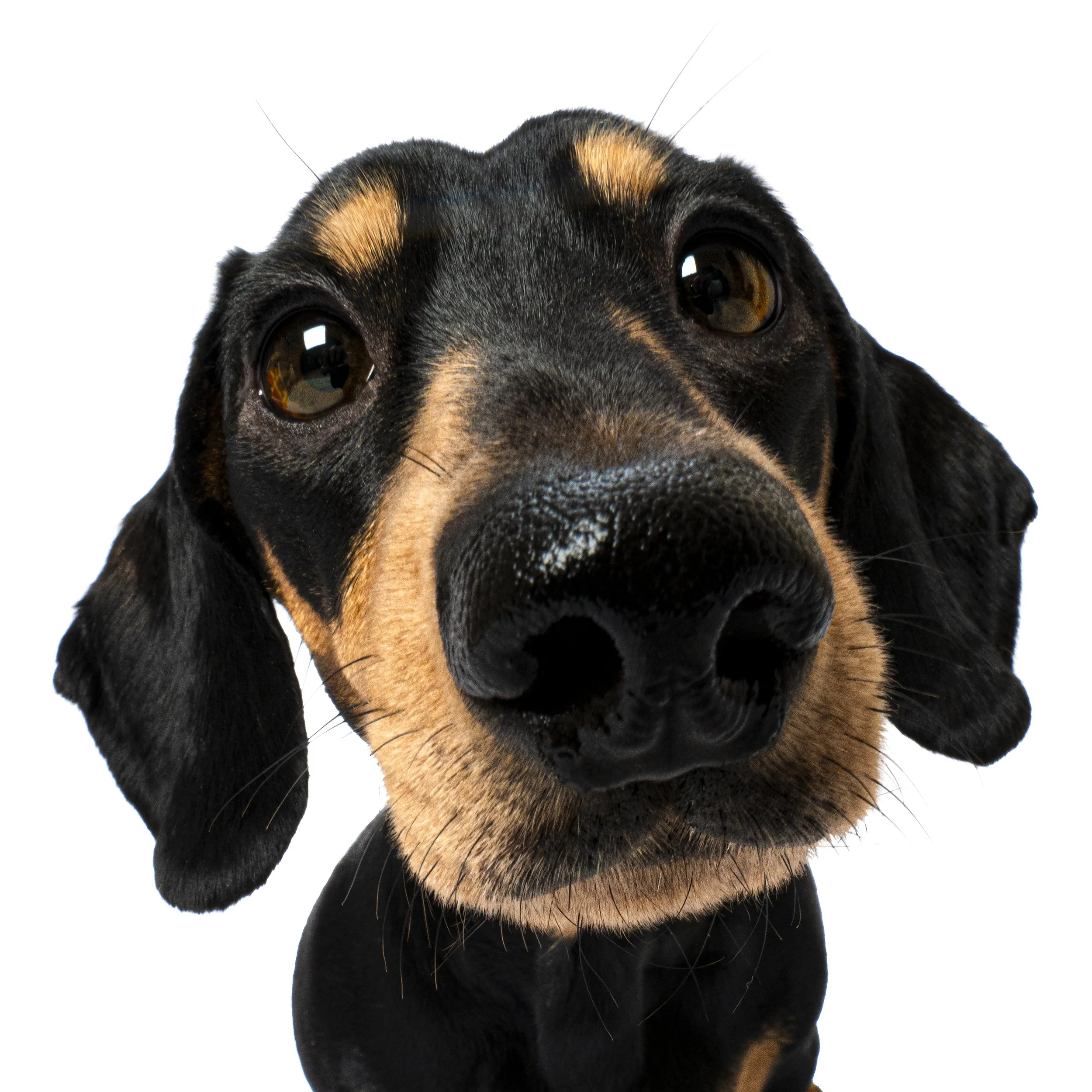 Winnie close up.jpg