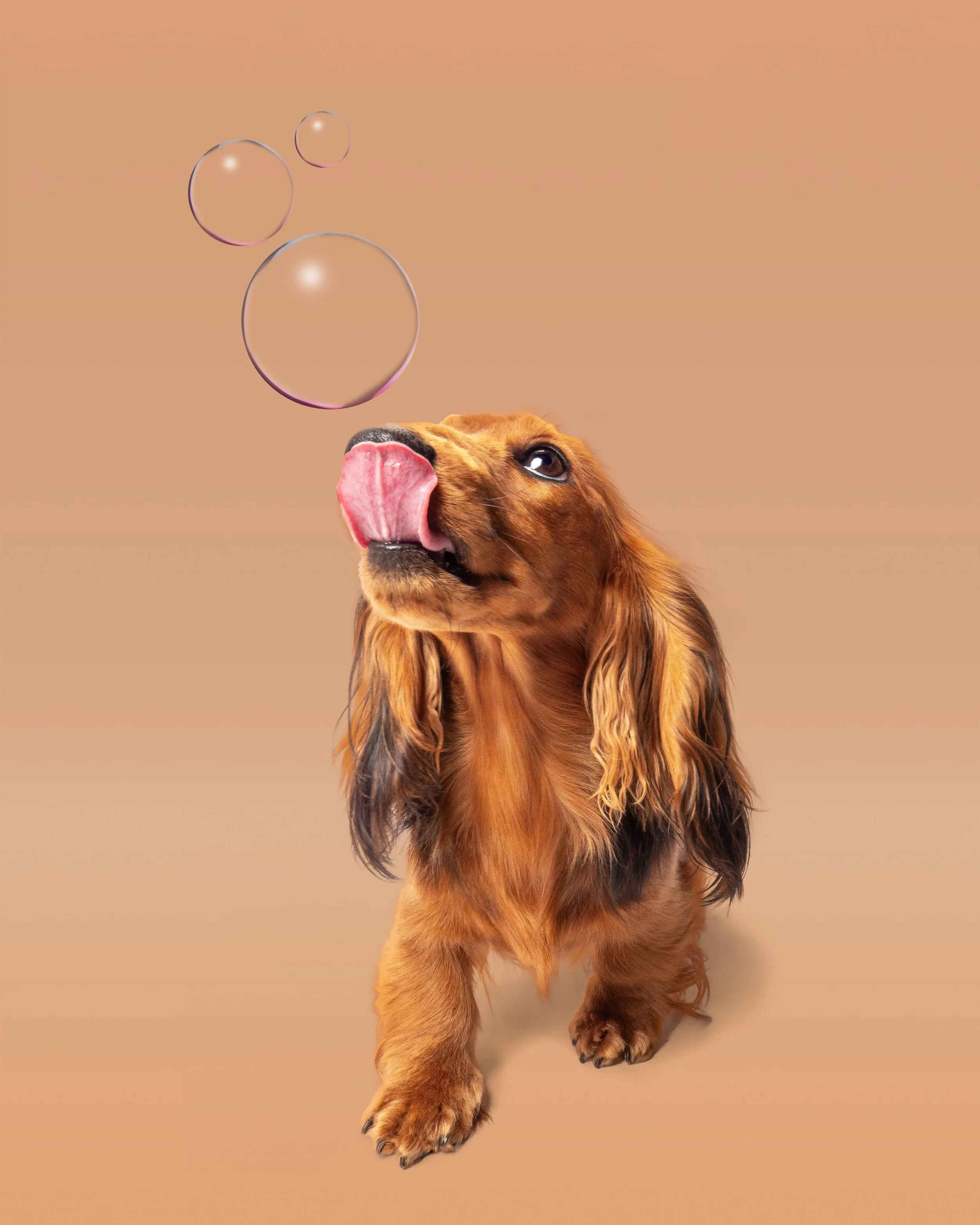 Echo with Bubble 2.jpg