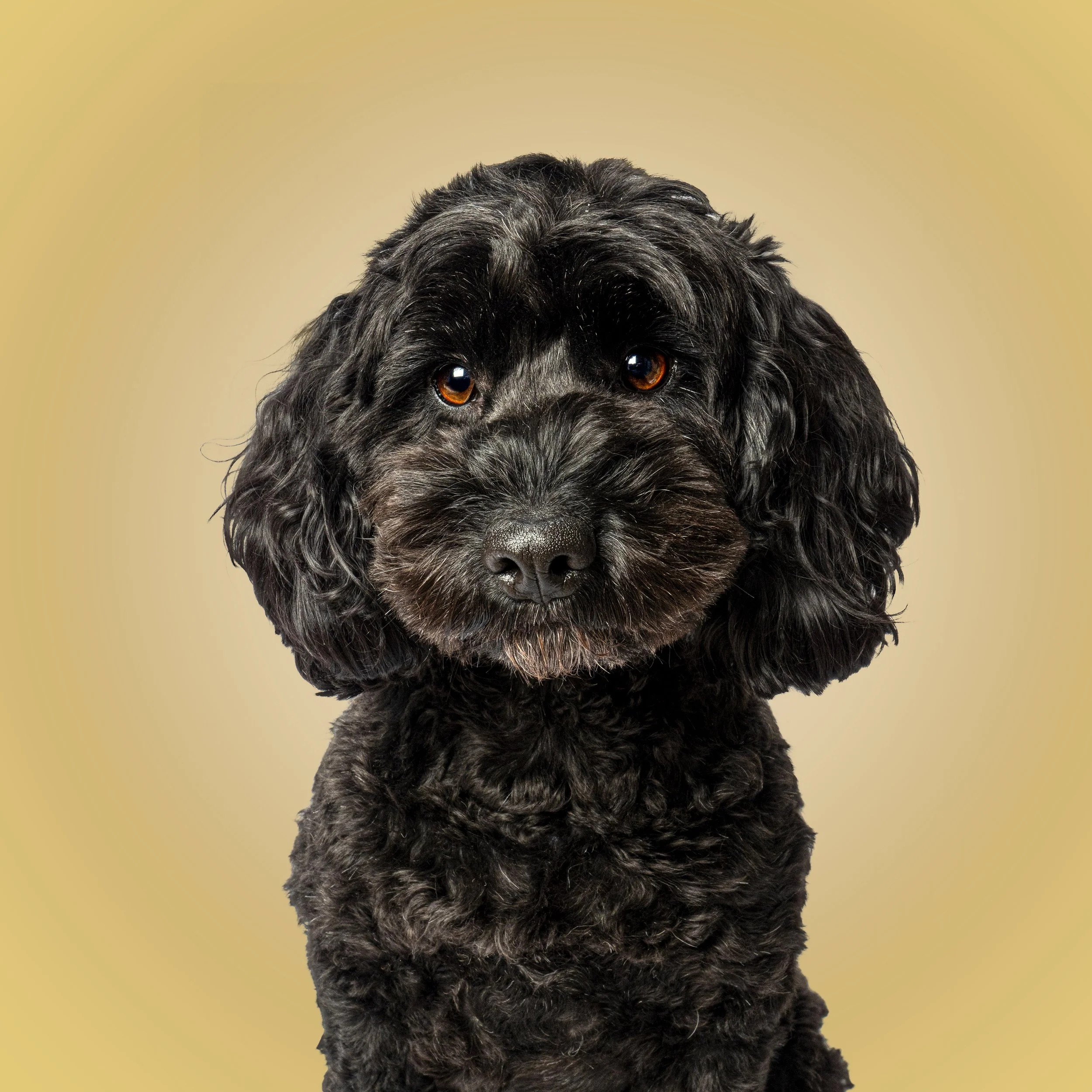 Willow 0403.jpg