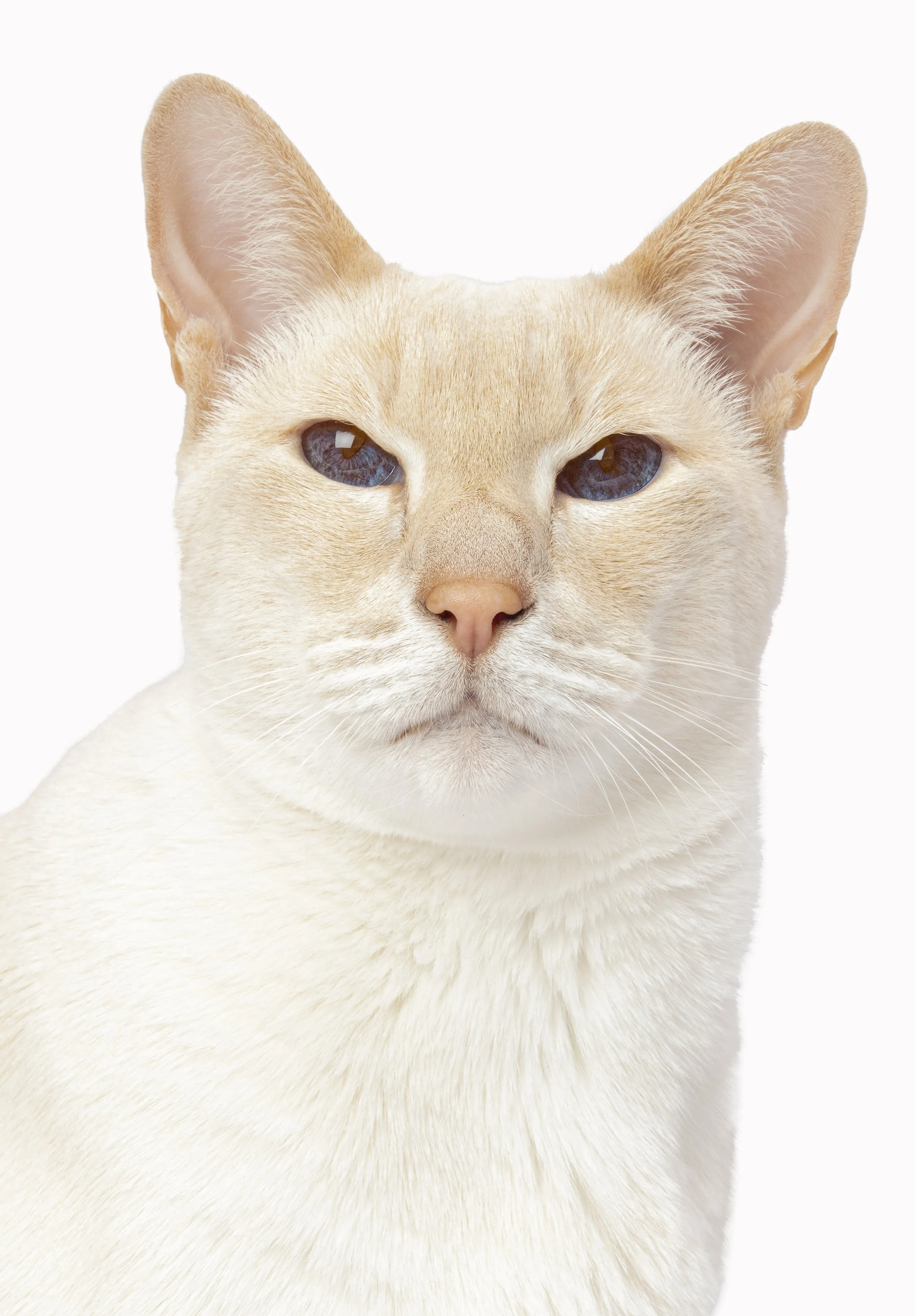Frankie Head Shot.jpg