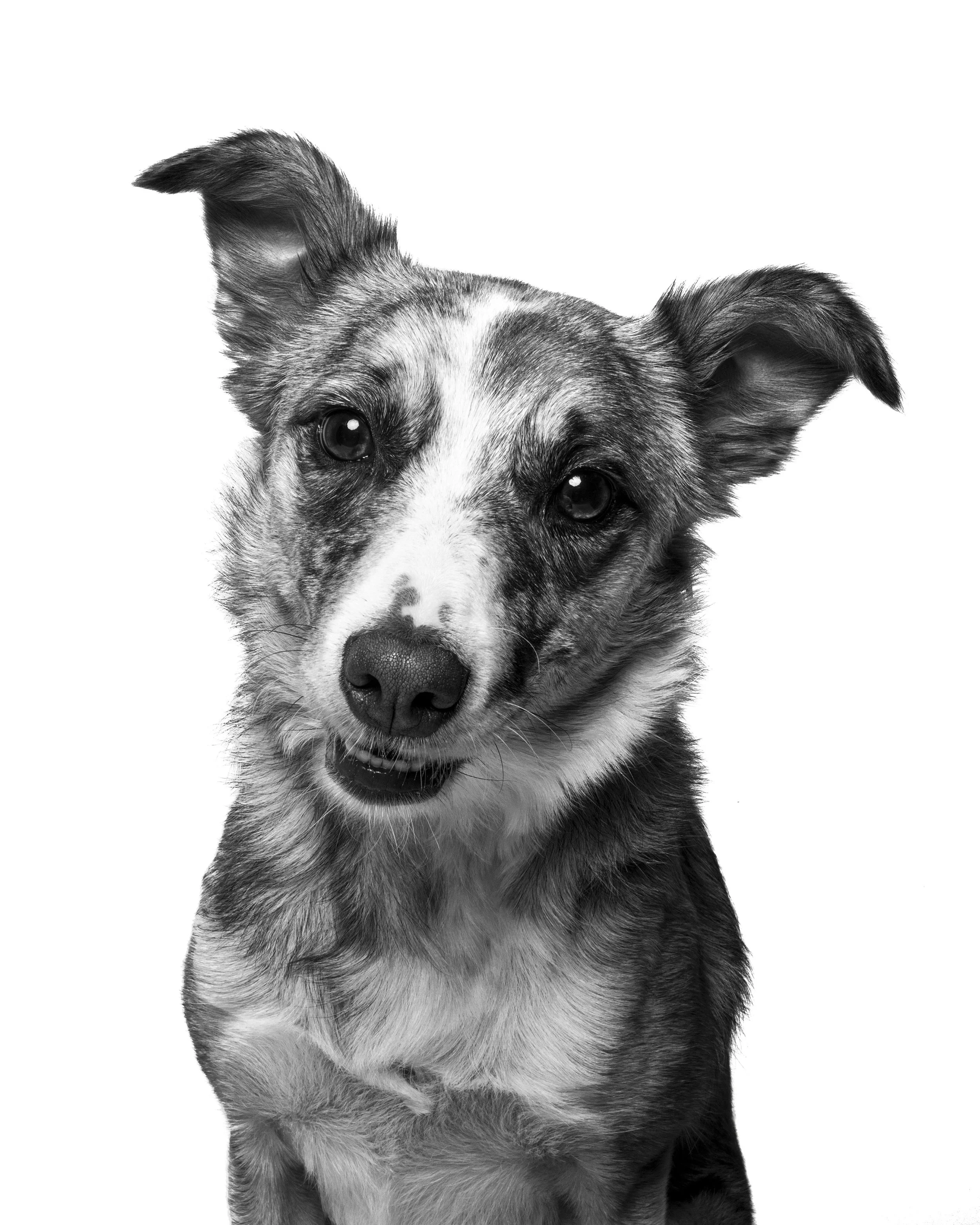 Bella BnW.jpg