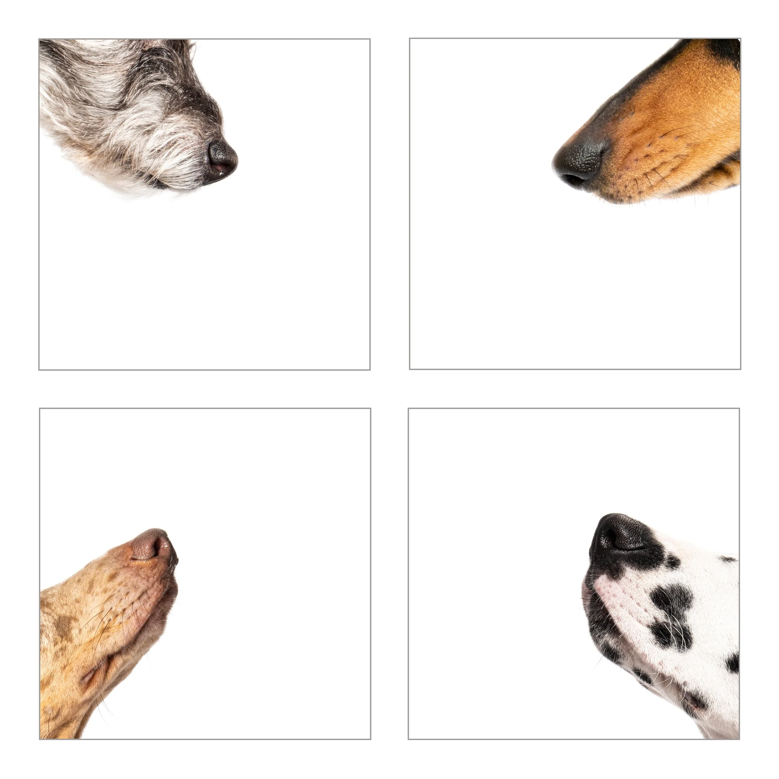 4 Noses-1.jpg