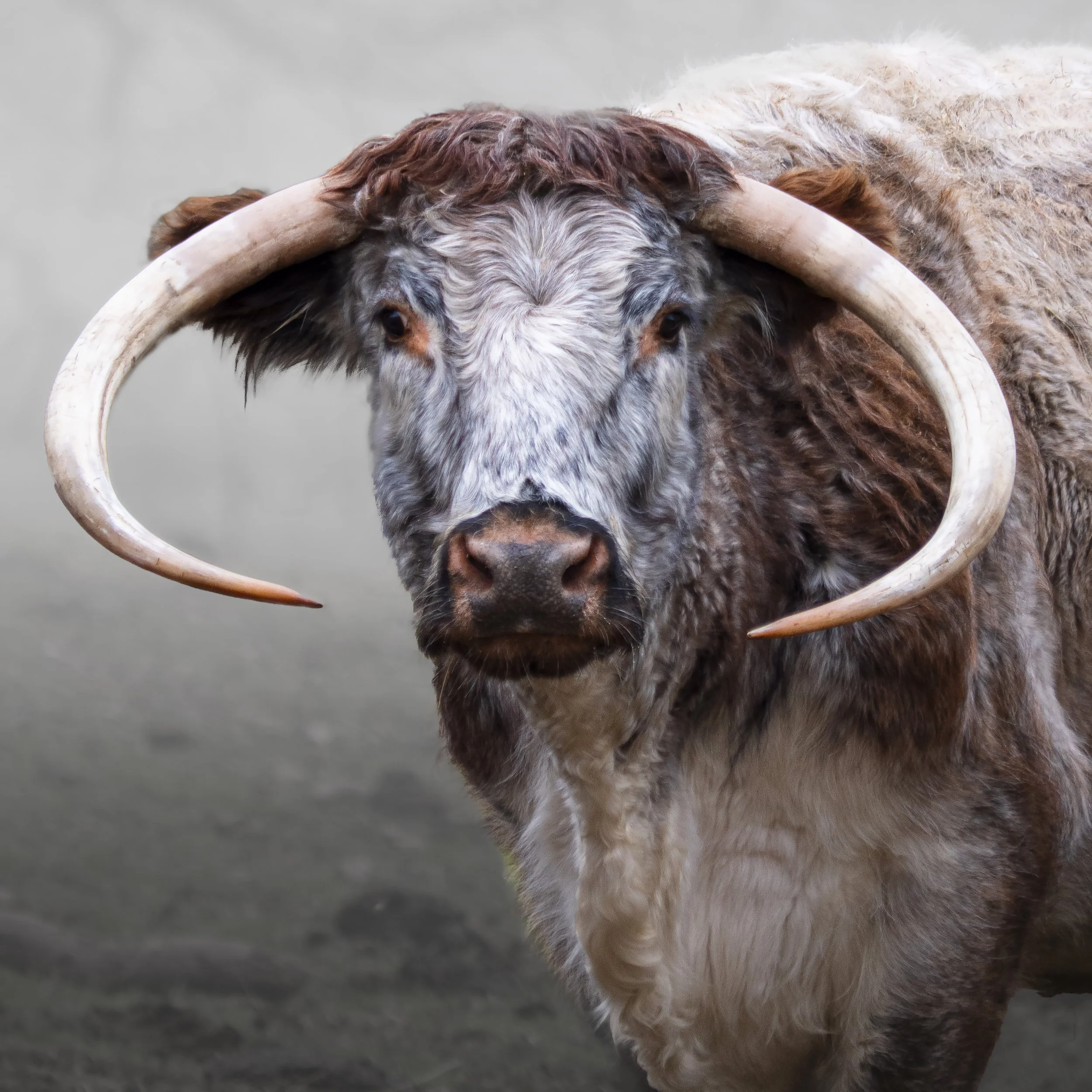 Long Horn 1.jpg