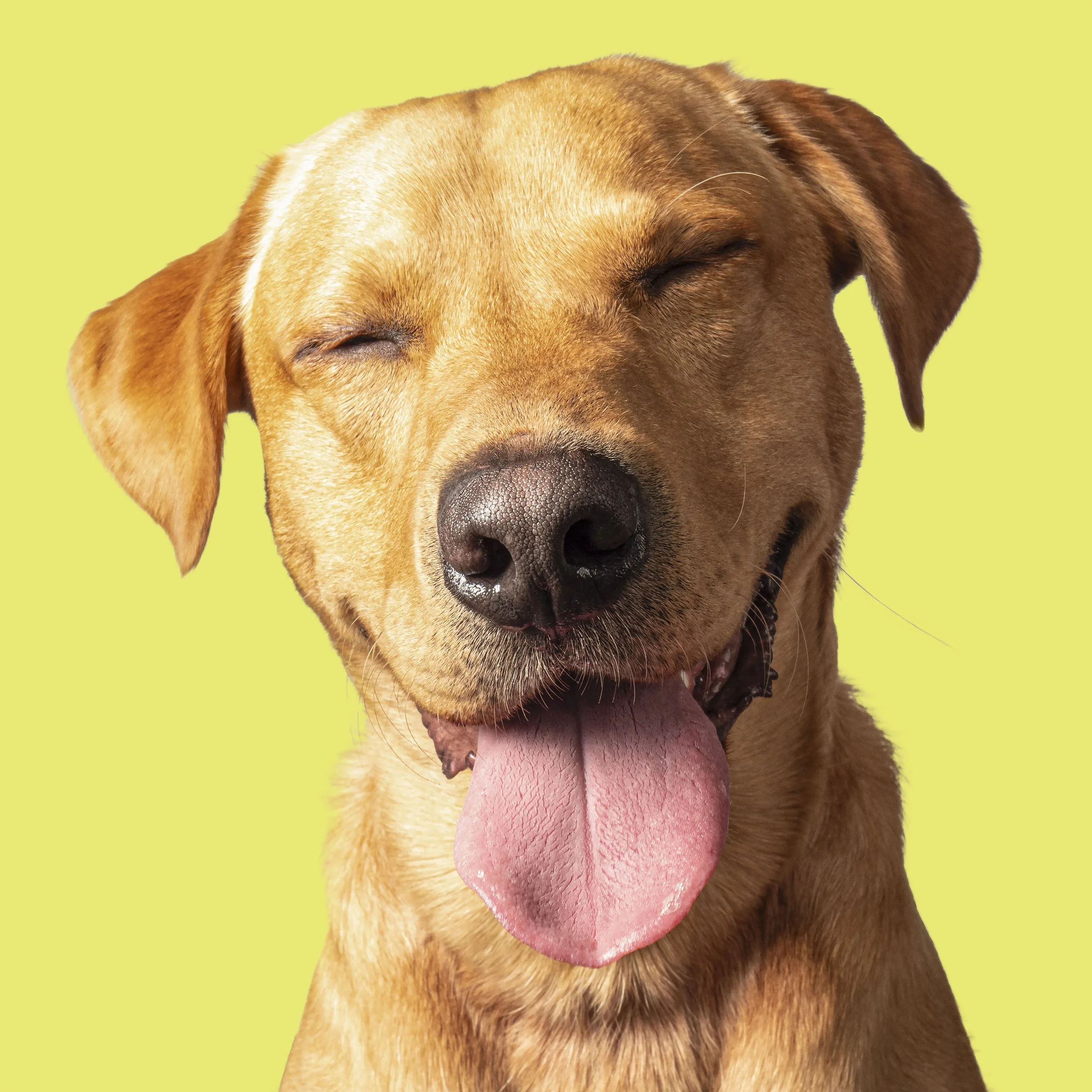 Ozzy on yellow.jpg