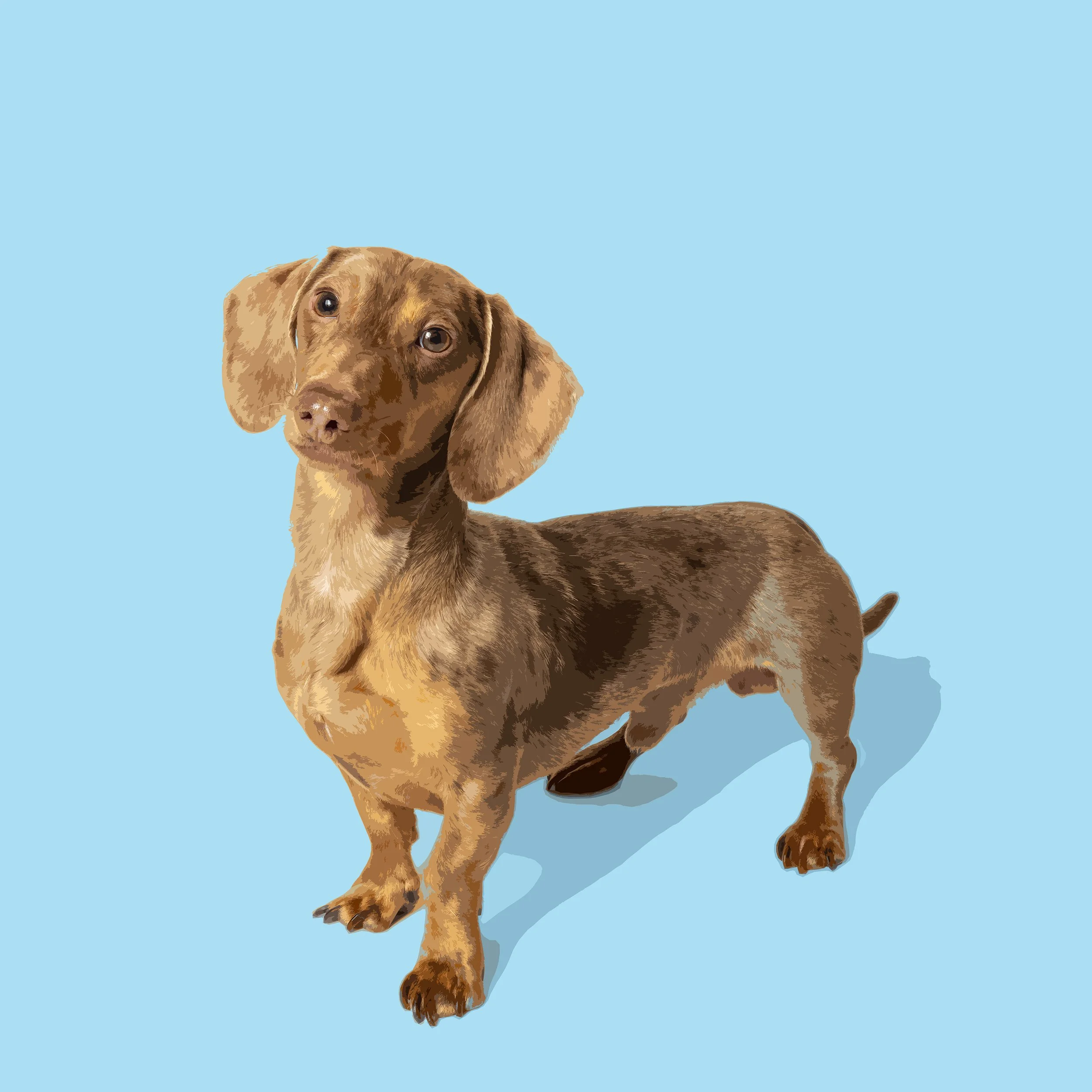 Teddy Graphic 2.jpg