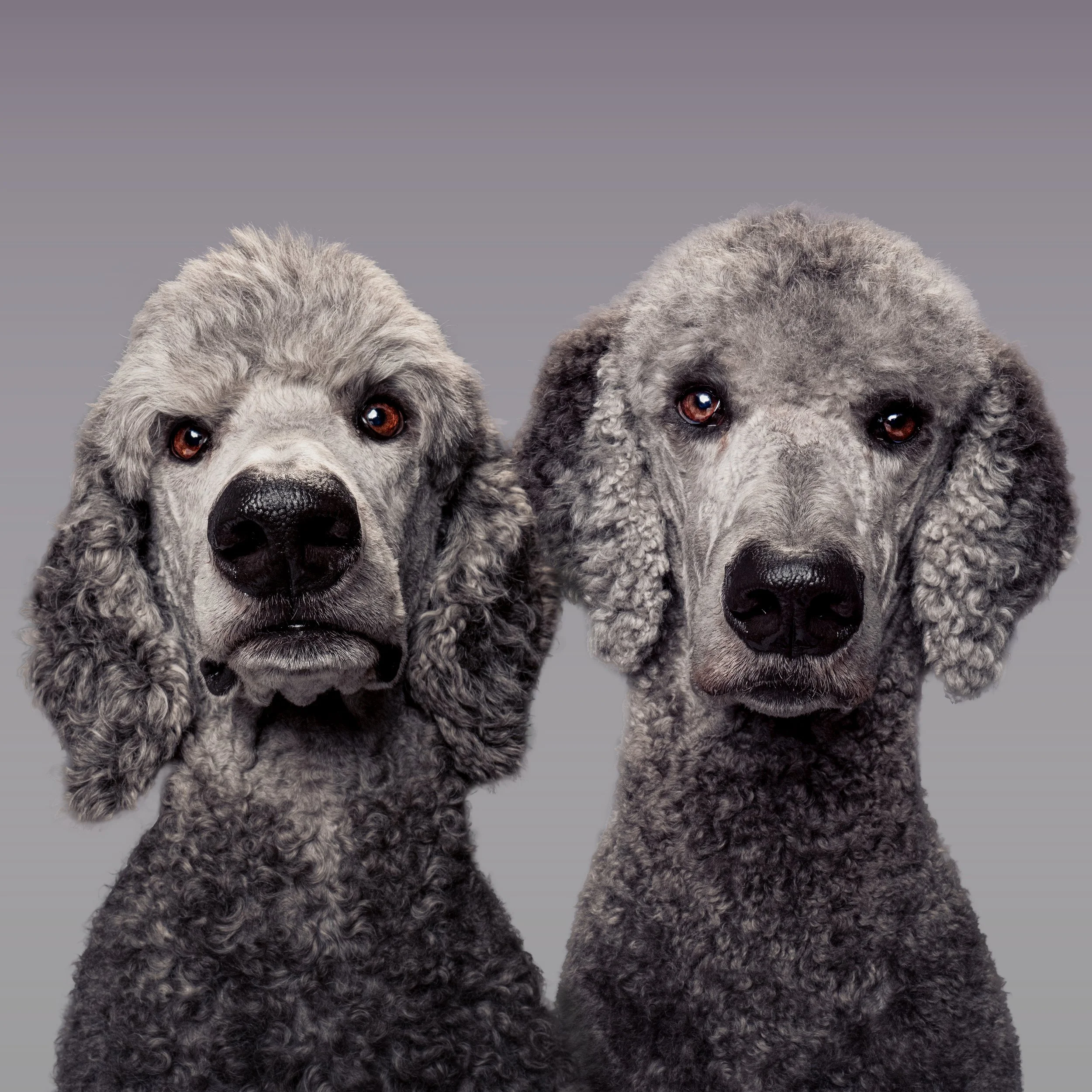 Boisie and Derek Alternate colour.jpg