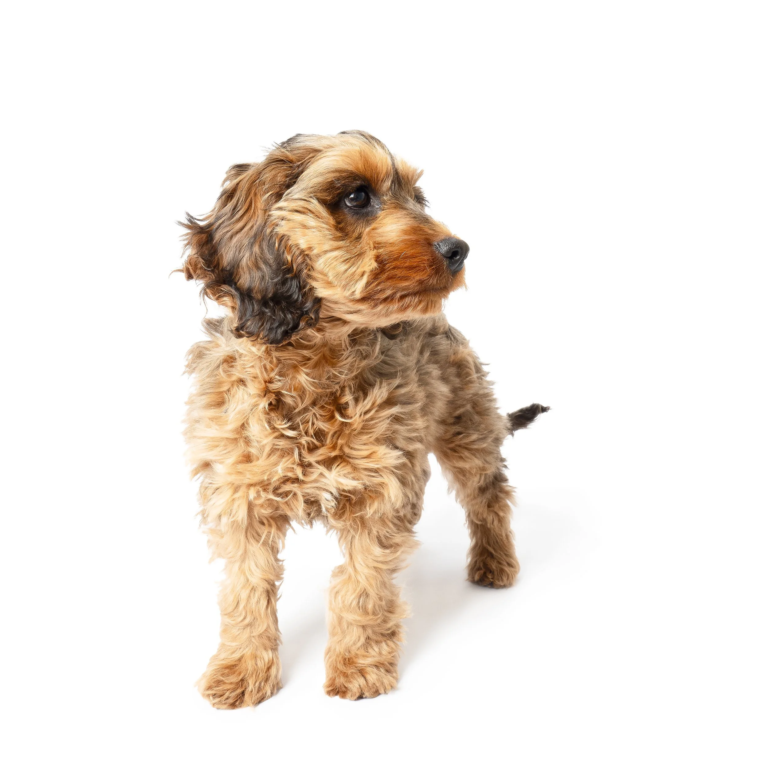 Dottie 4.jpg