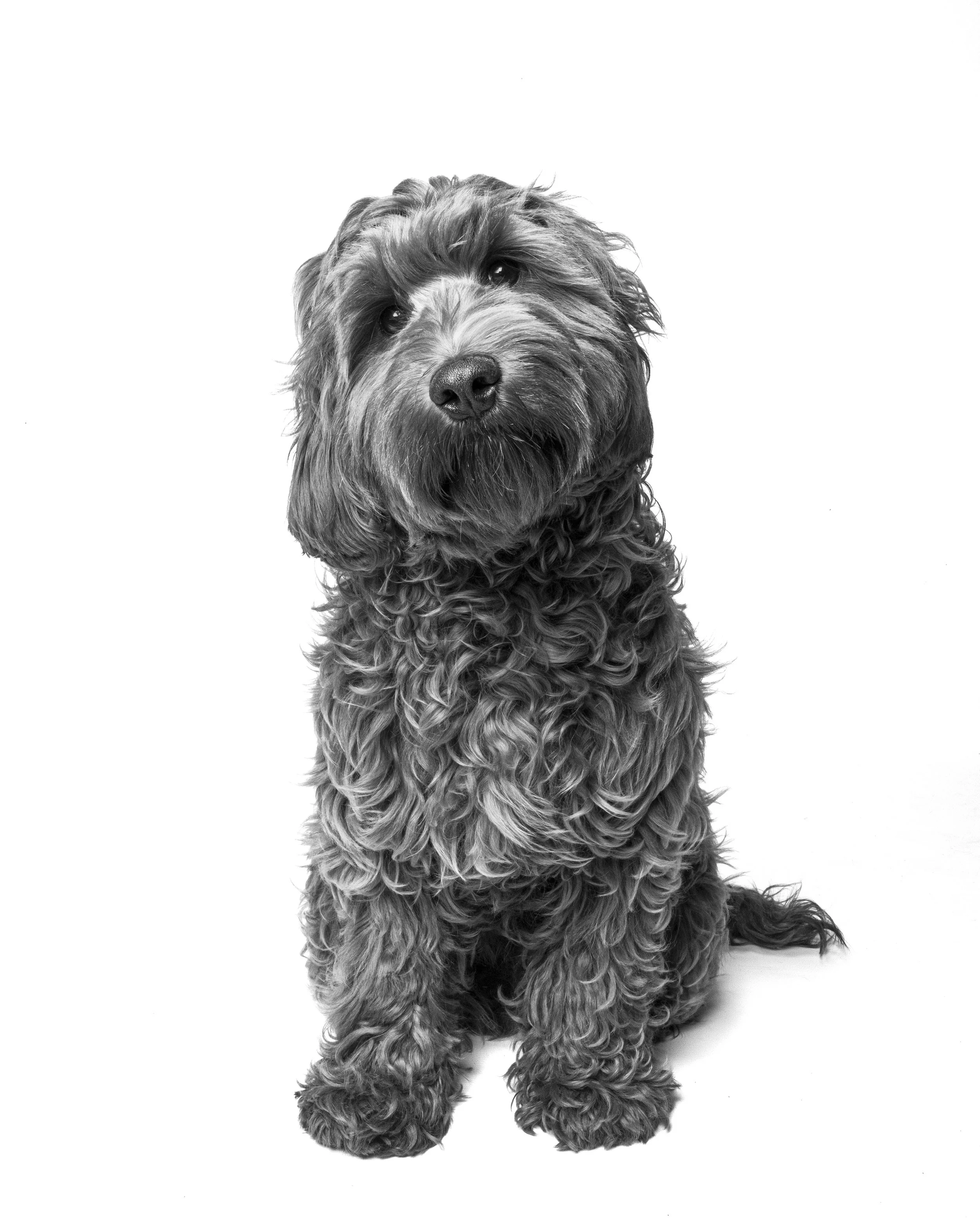 Ollie BnW.jpg