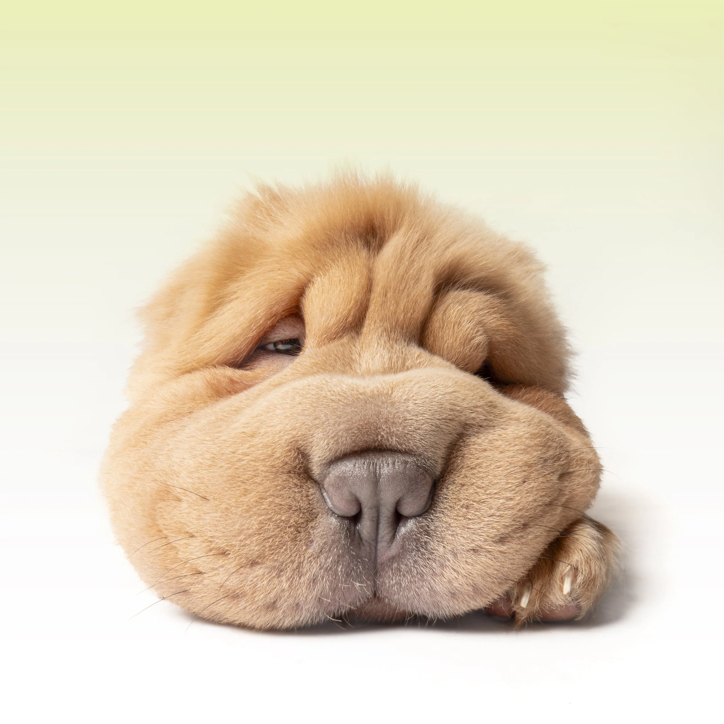 Leo Laying down 1.jpg