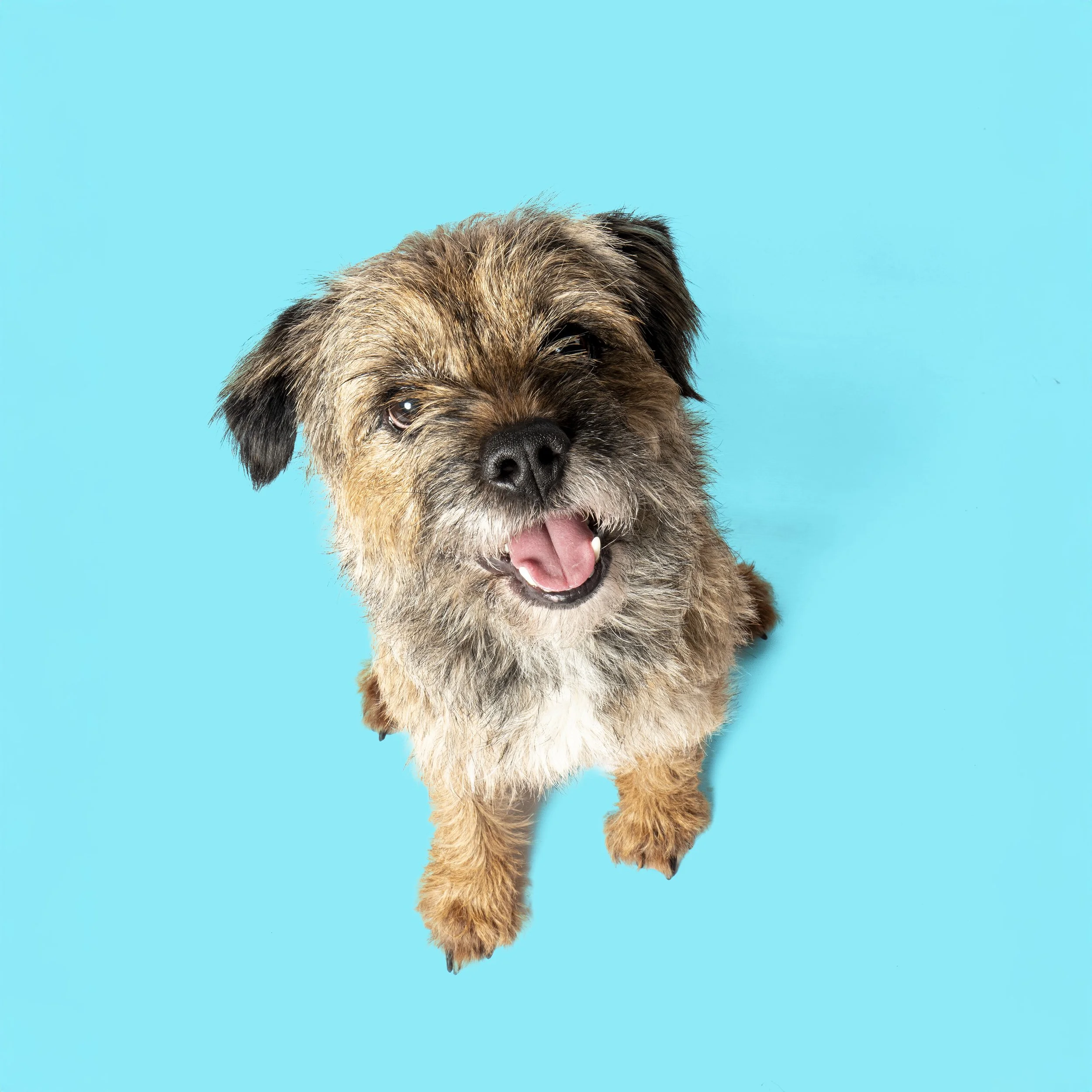 Bertie Sitting from above.jpg