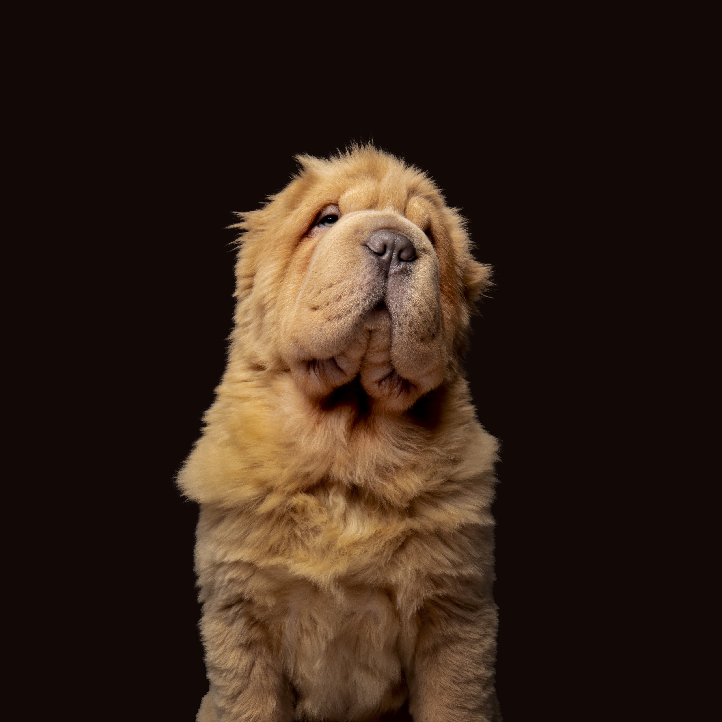 Leo Edit Black 2.jpg