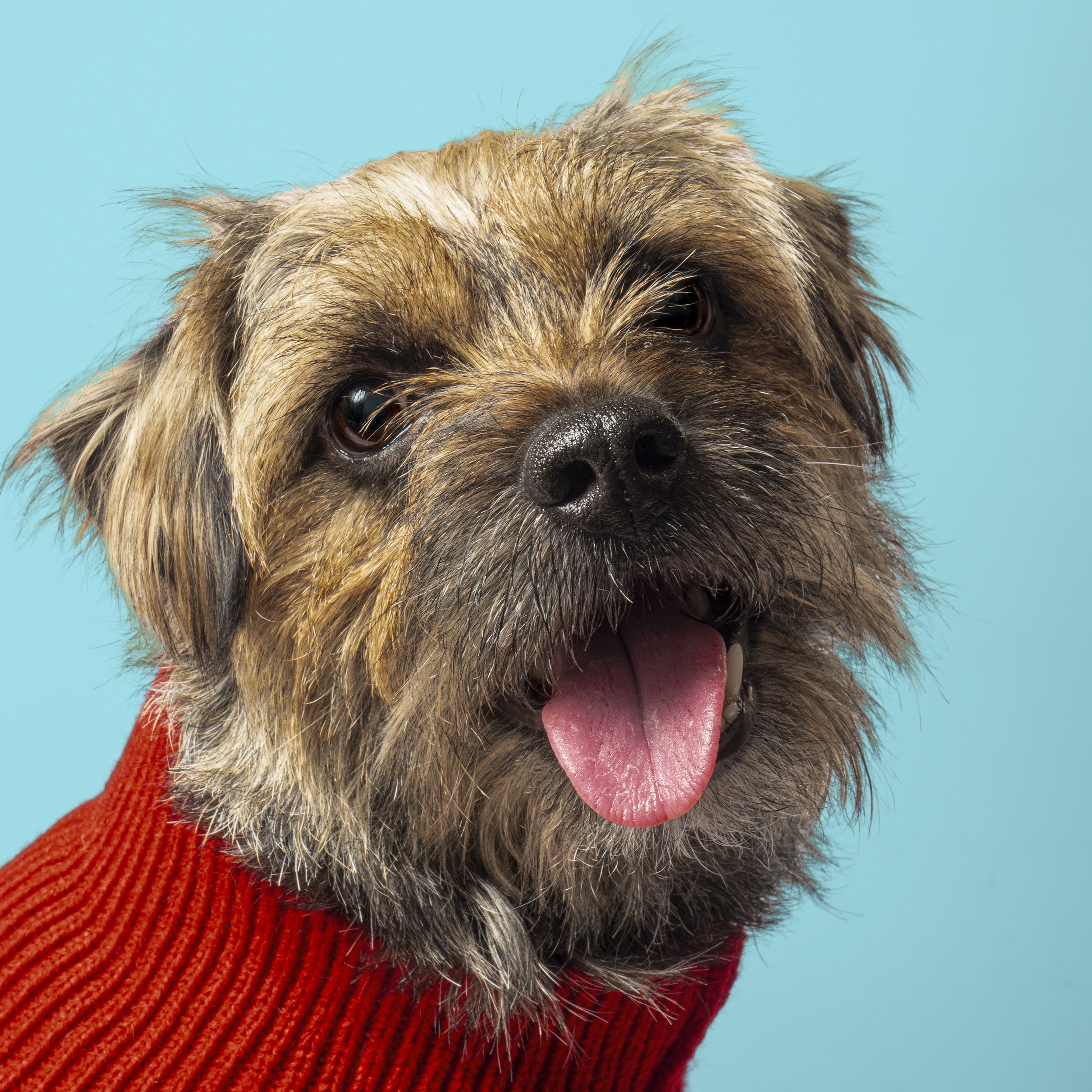 Ollie Red Jumper.jpg