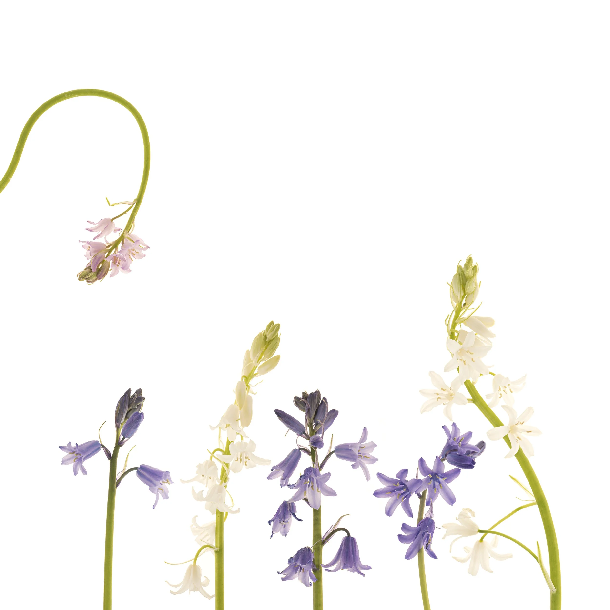 Bluebells on White