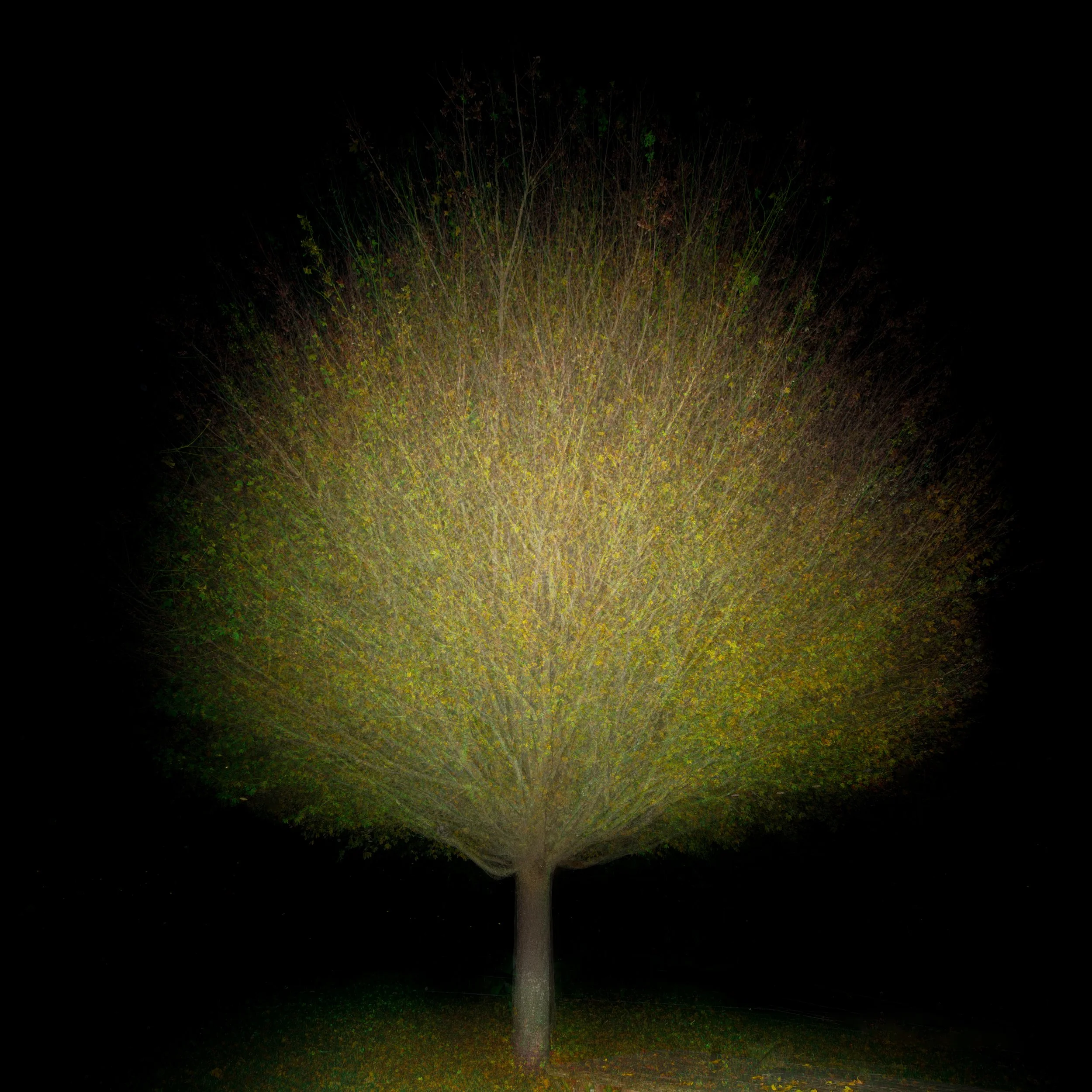 Night Tree 1