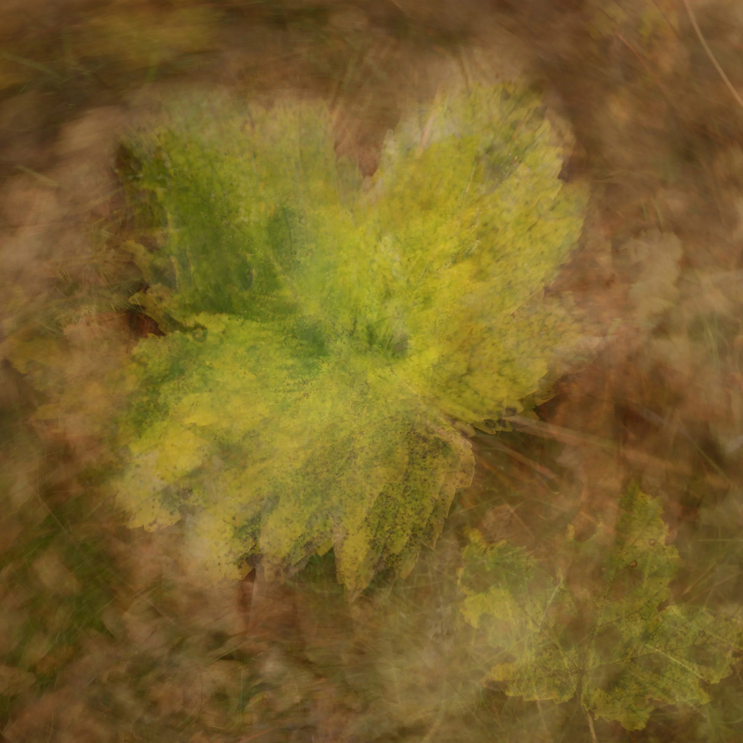 Sycamore 1