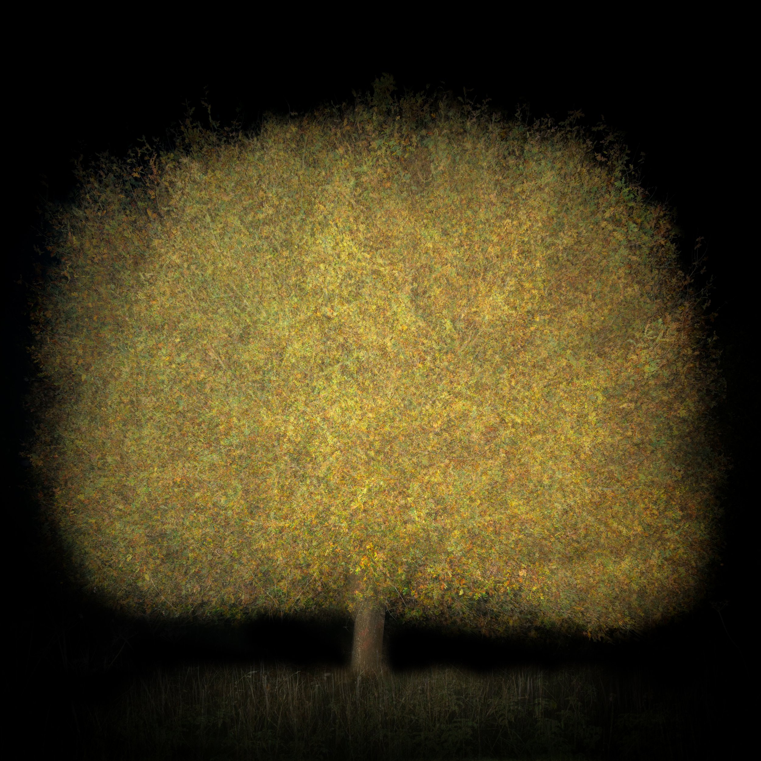 Night Tree 3