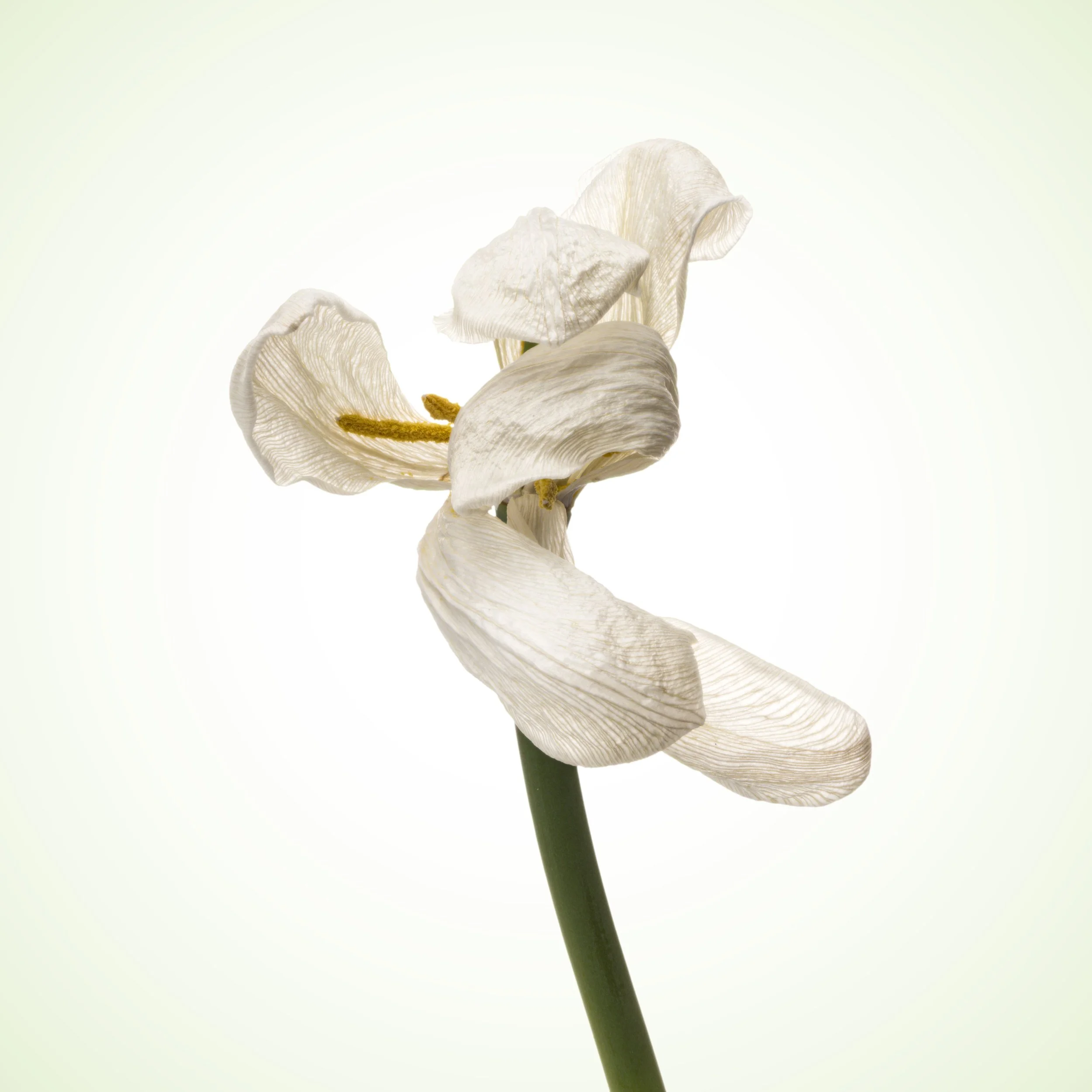 Close-up of a white wilted tulip against a pale background.