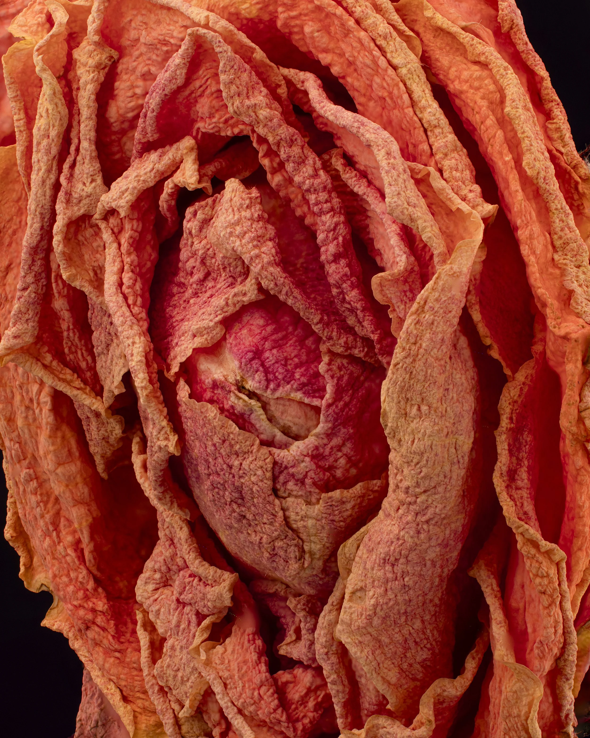 Orange Rose