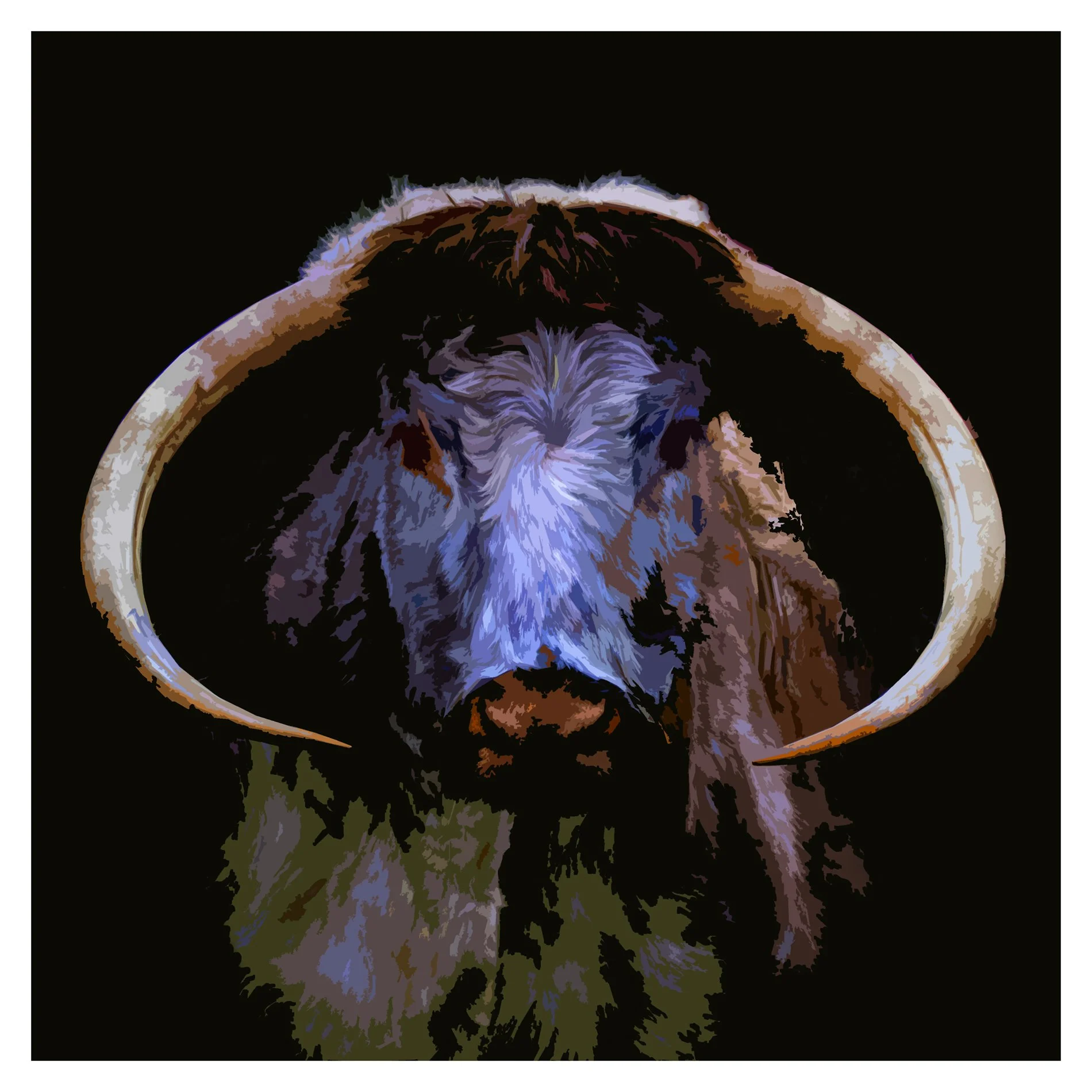 Old English Cattle 3