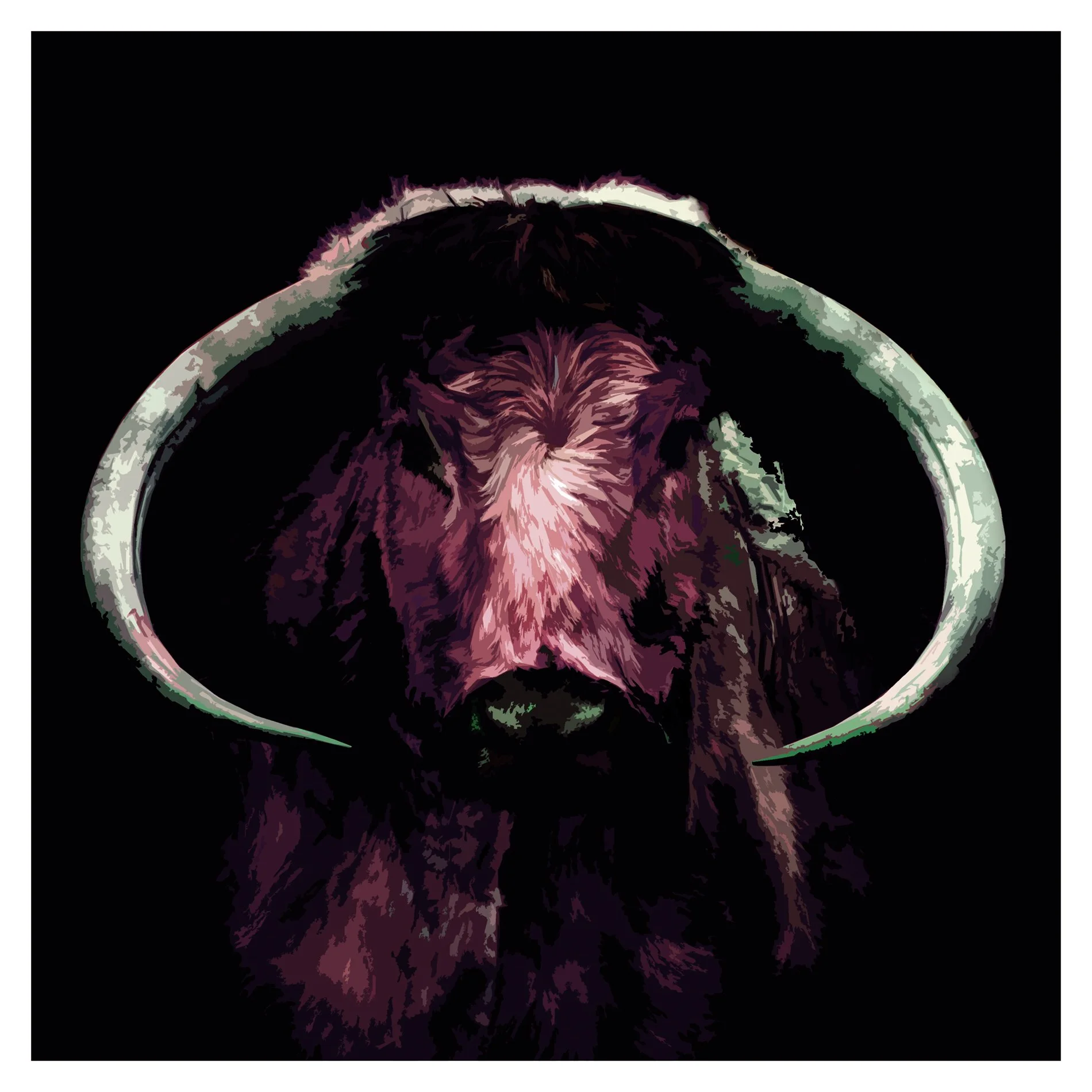 

Old English Cattle 5