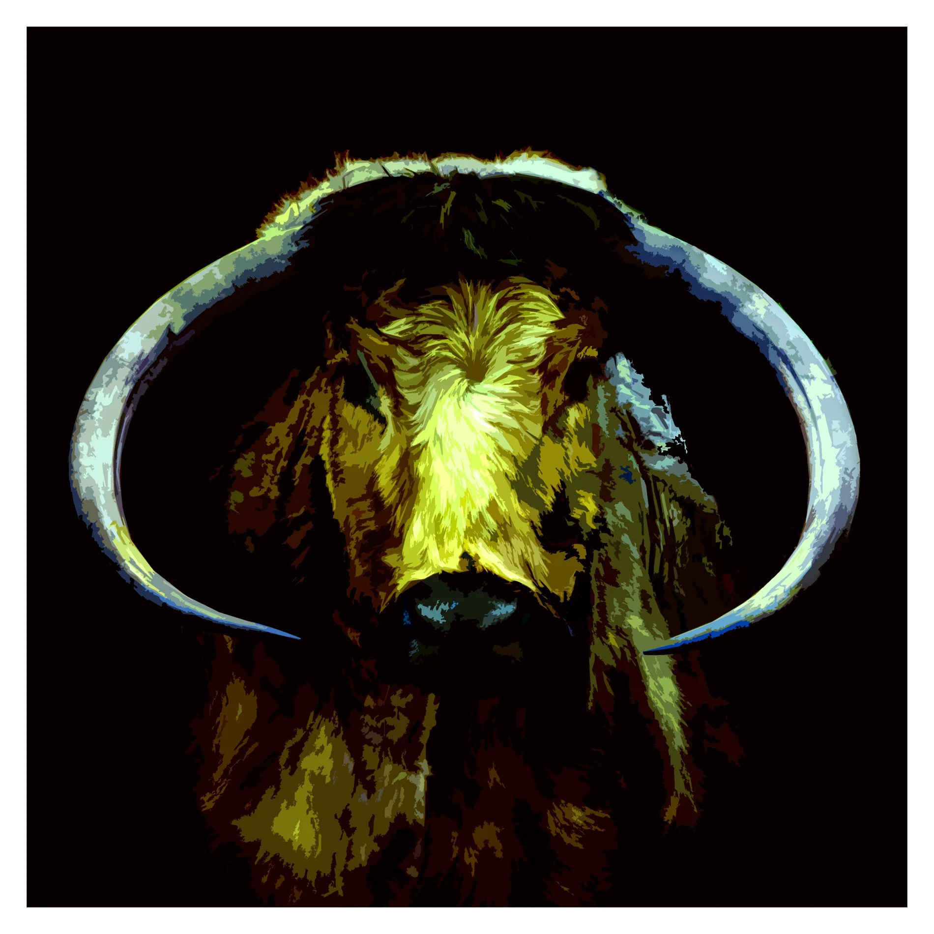 

Old English Cattle 4
