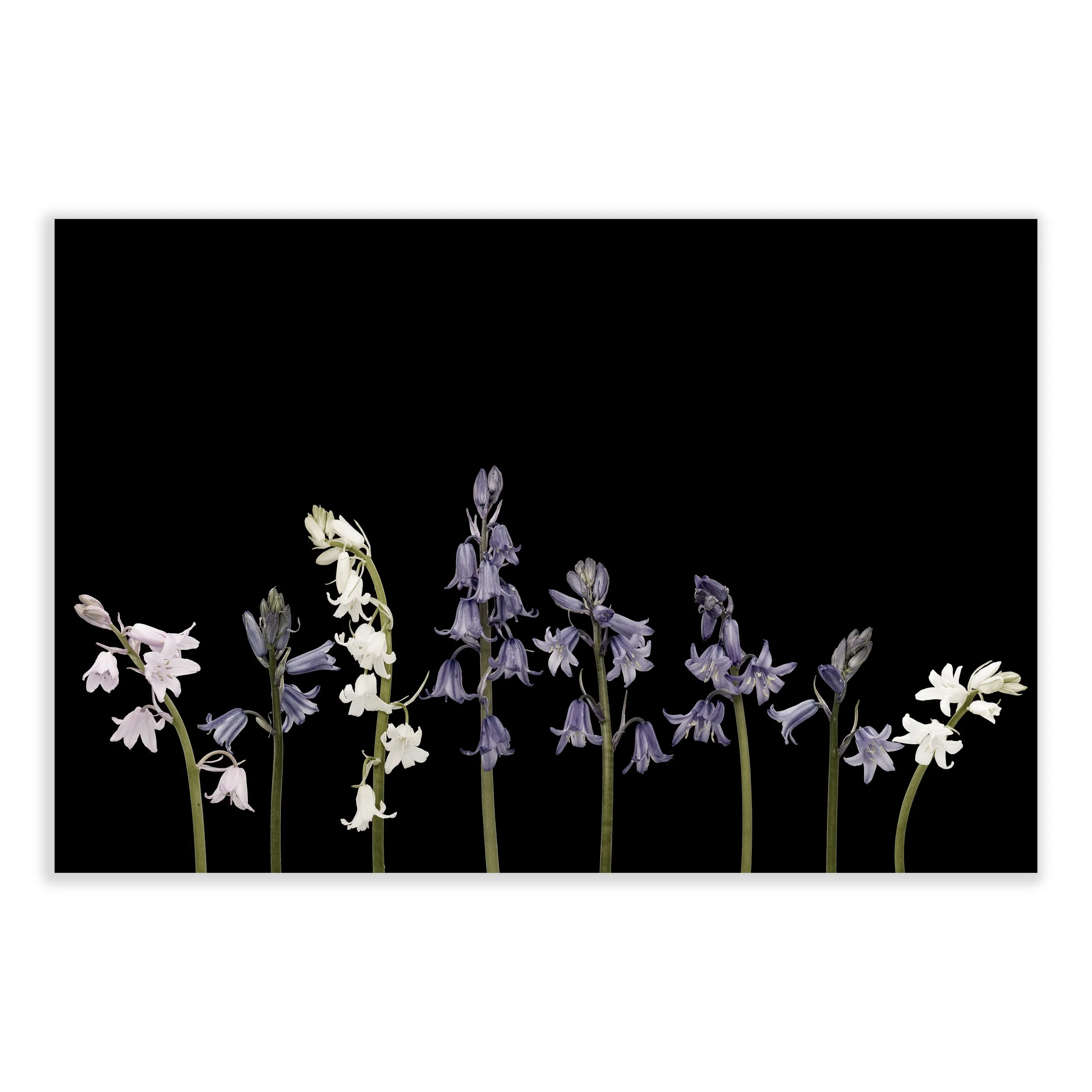 Muted Tones of Bluebells