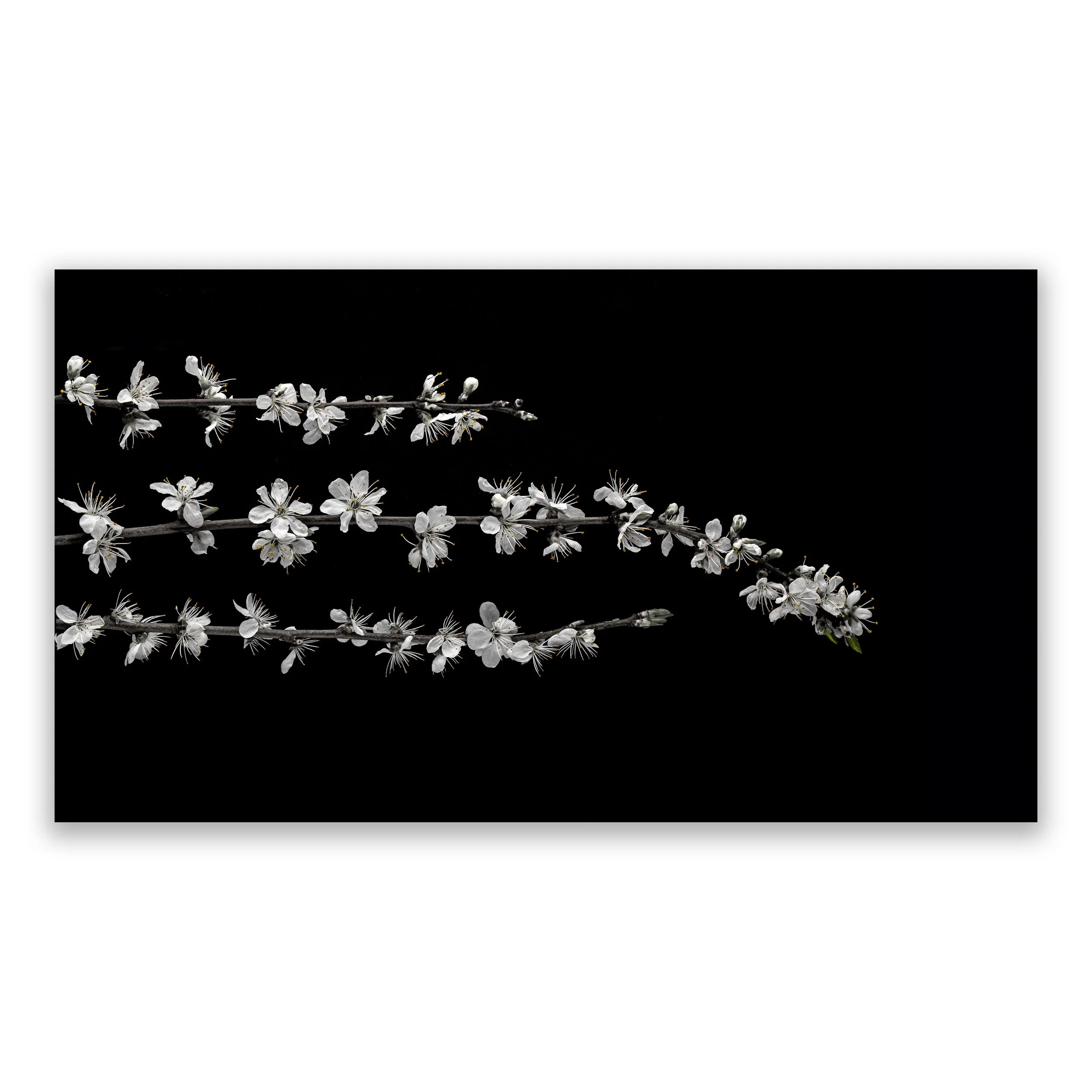 Blackthorn Blossom