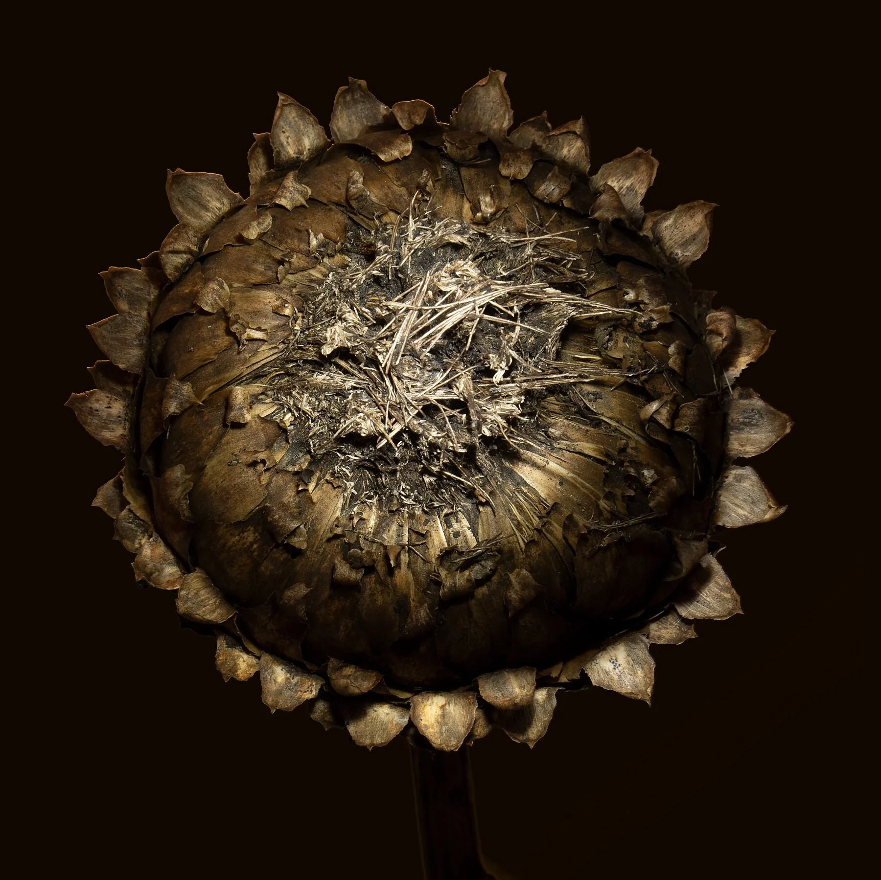 Cardoon on black