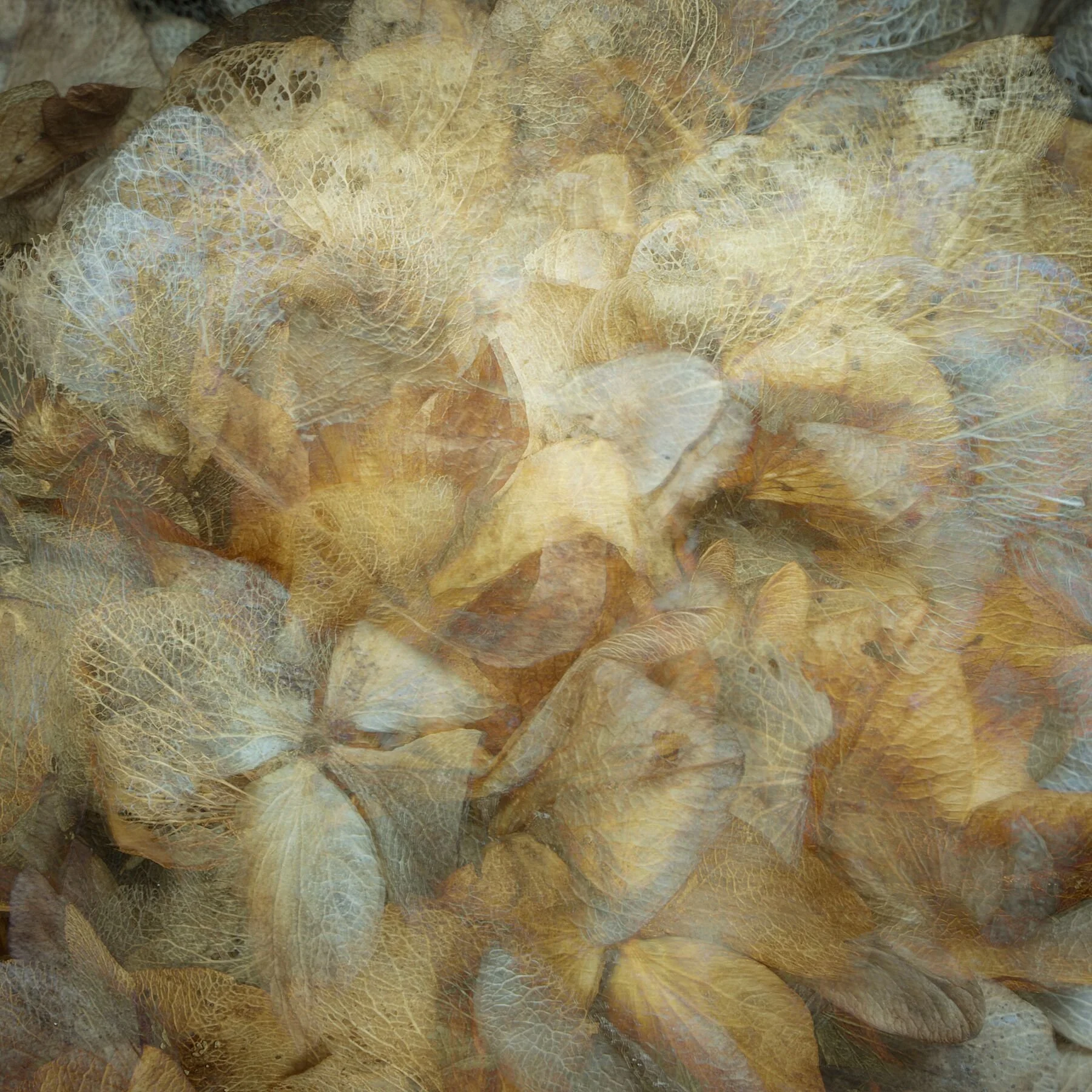 Cloud Hydrangea