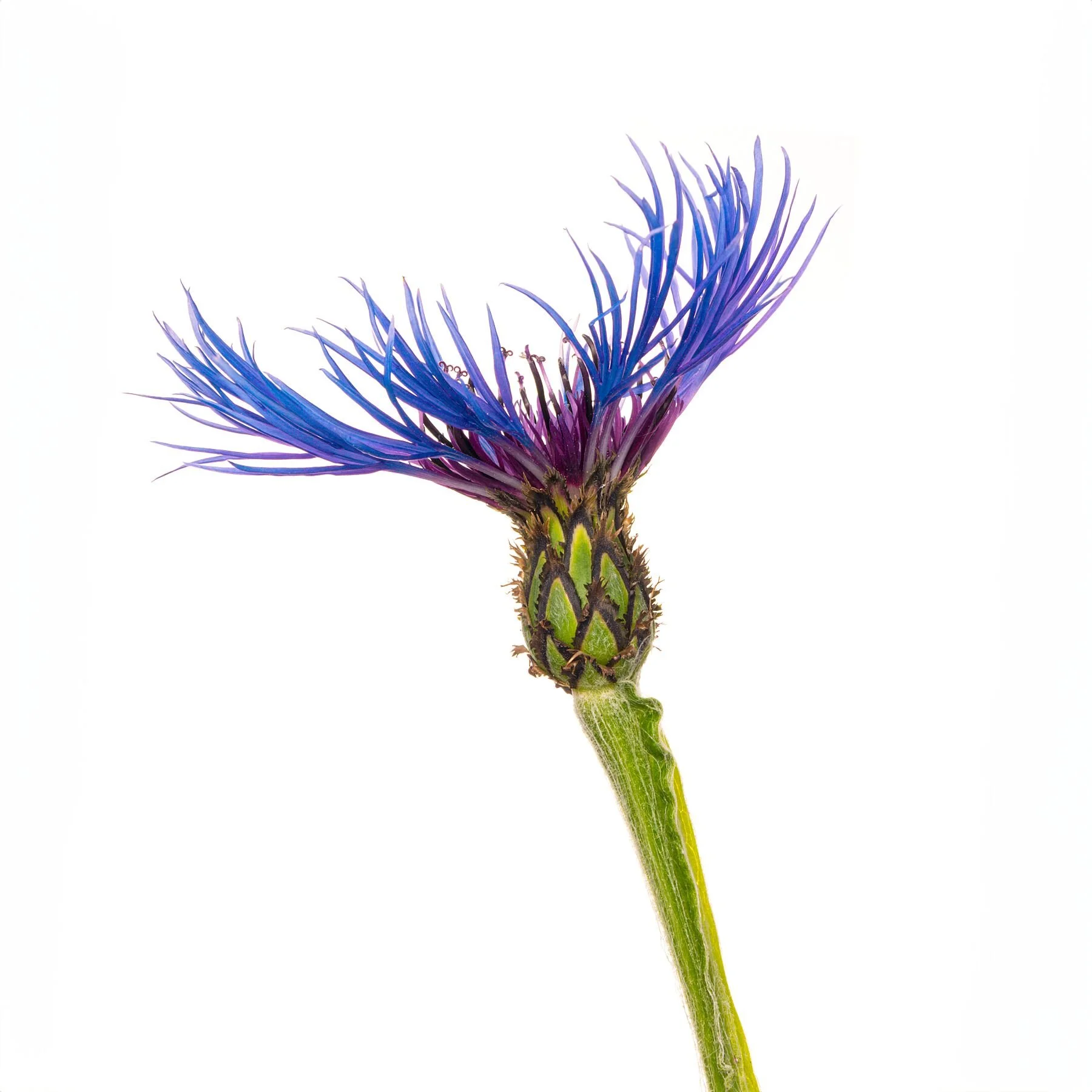 Cornflower on white 1