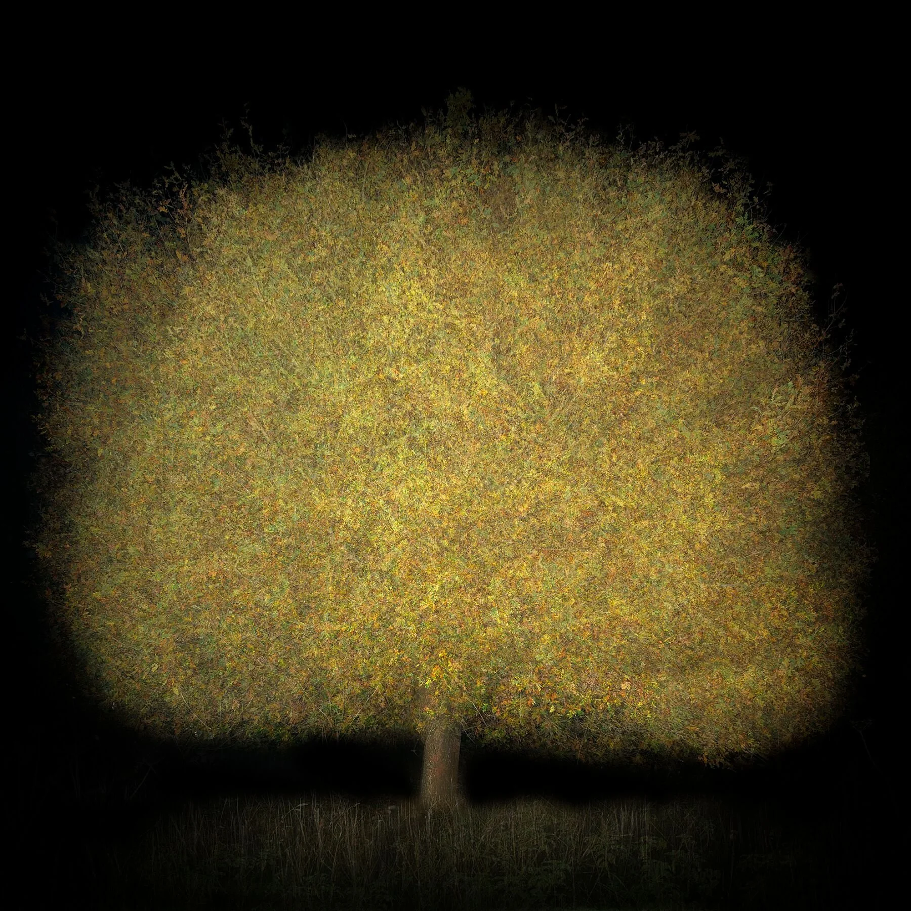 Night Tree