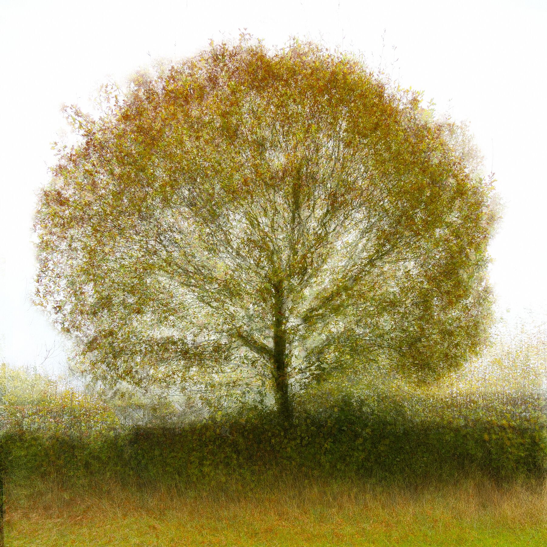 Oak Tree