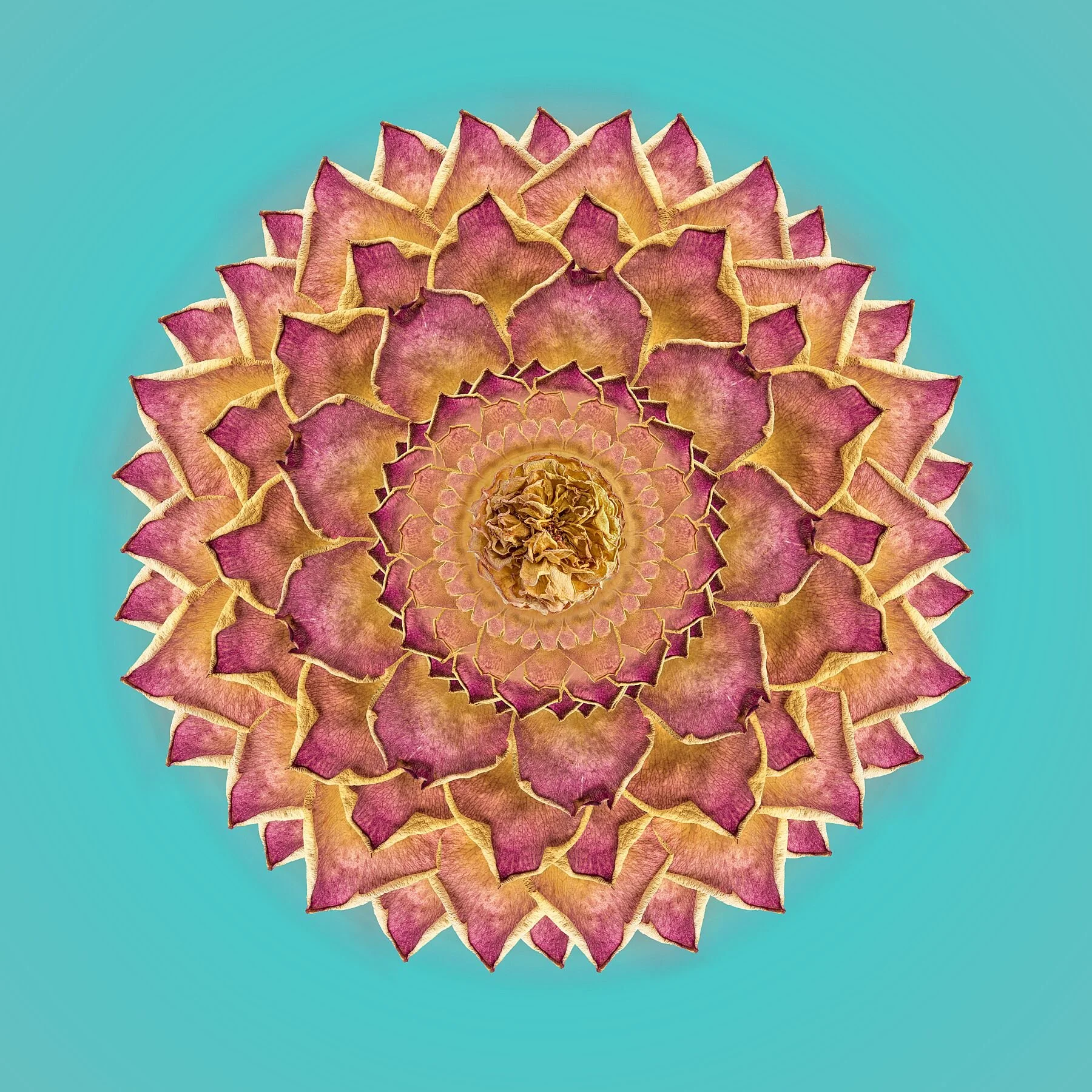 Rose Mandala