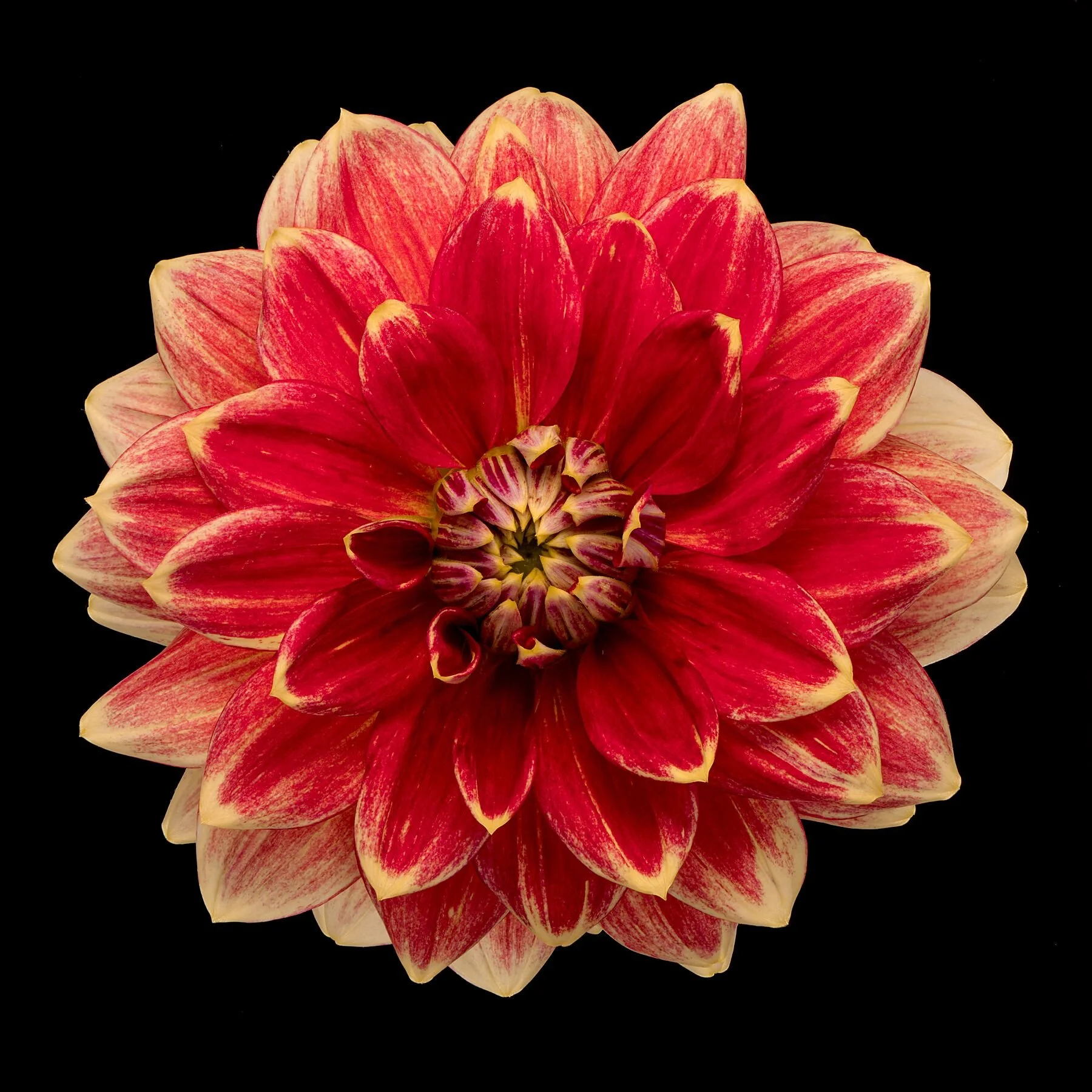 Scalett