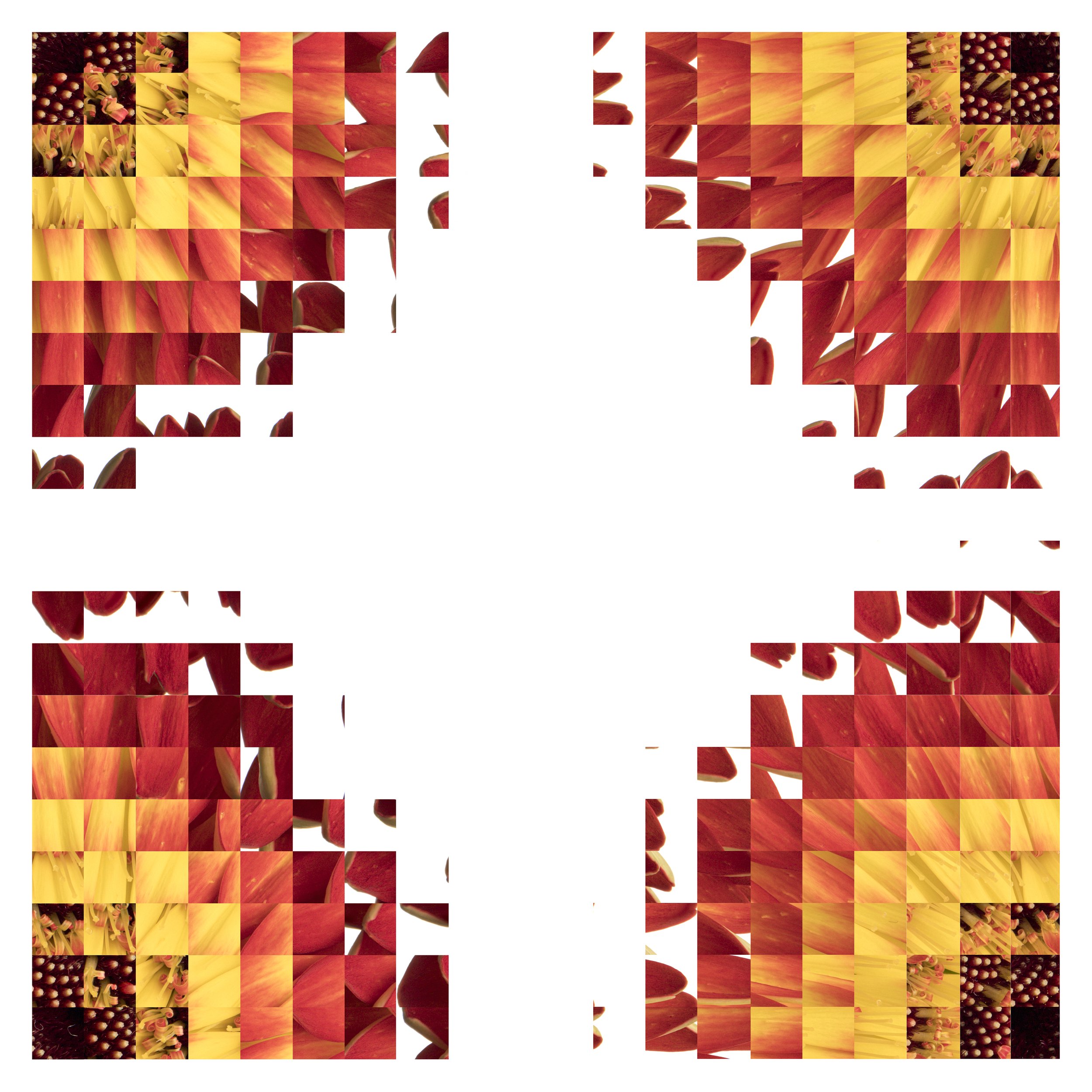 Gerbera Rubik 1.jpg