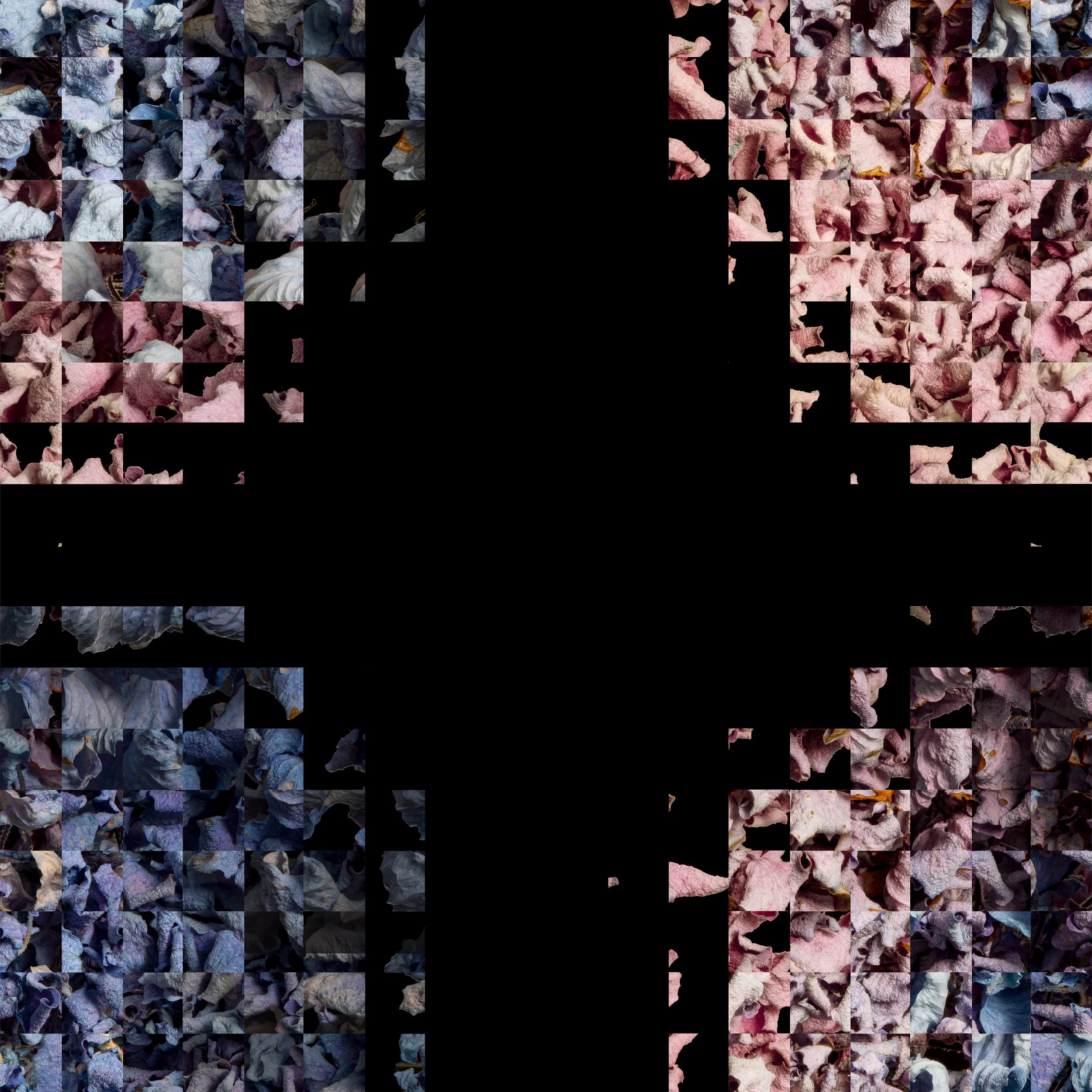 Hydrangea Rubik 1.jpg