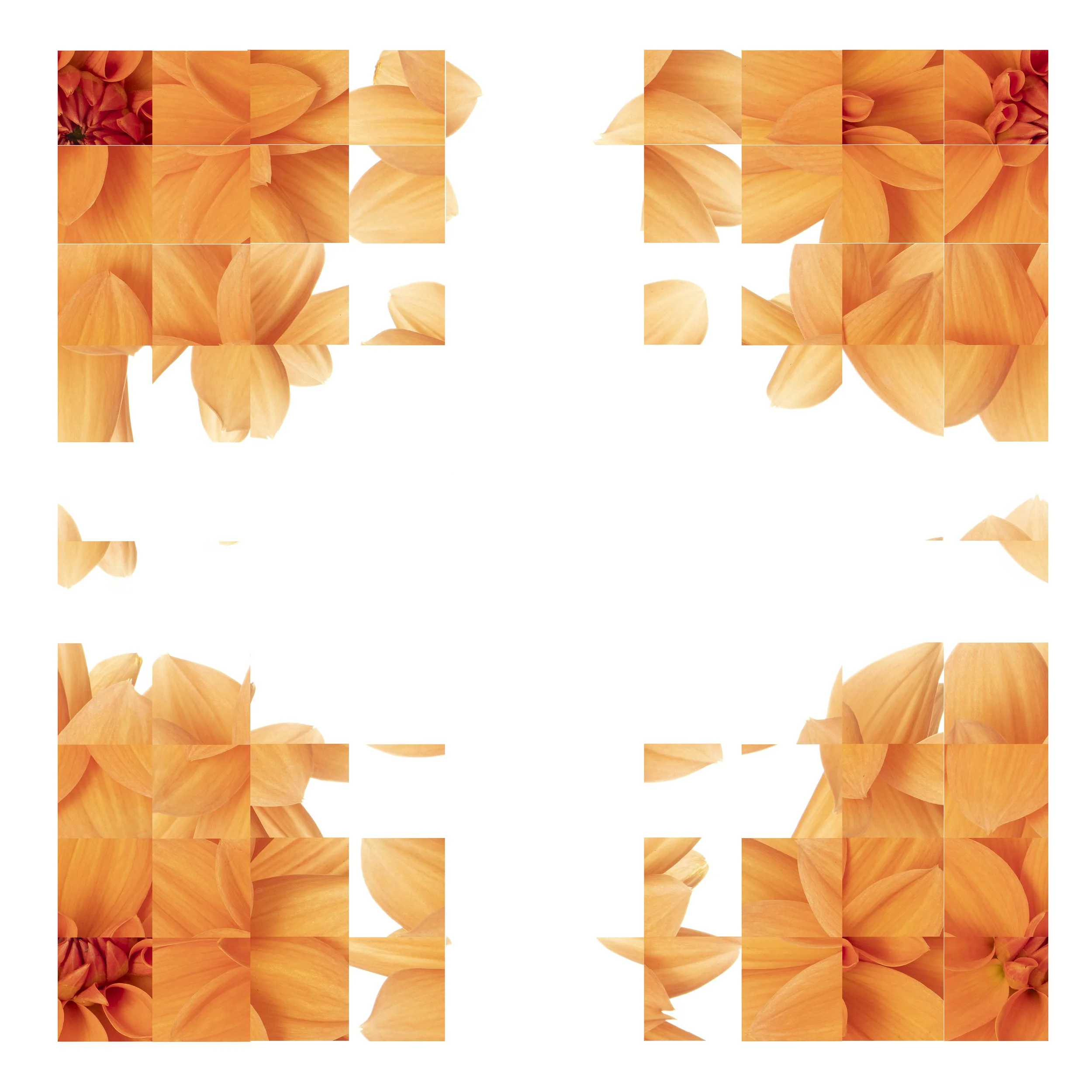 Rubic Dahlia.jpg