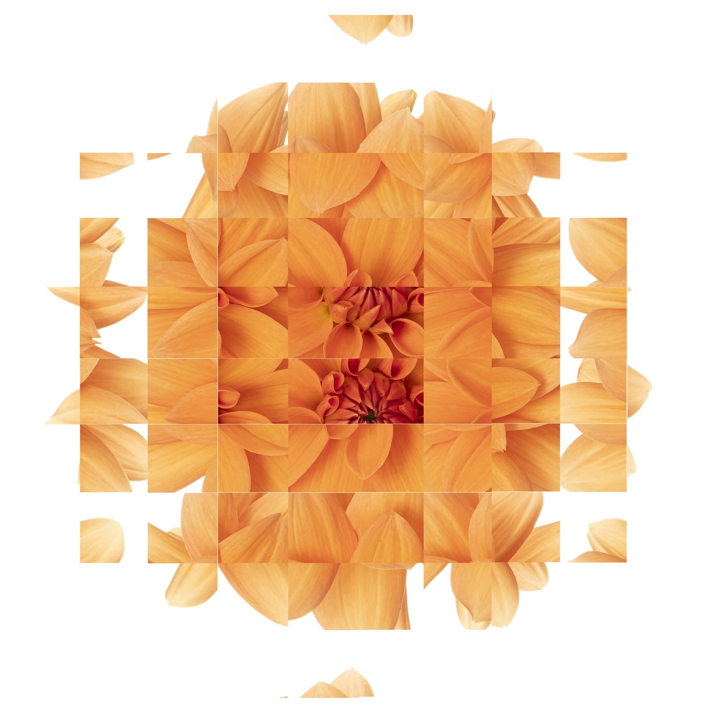 Rubic Dahlia 3.jpg