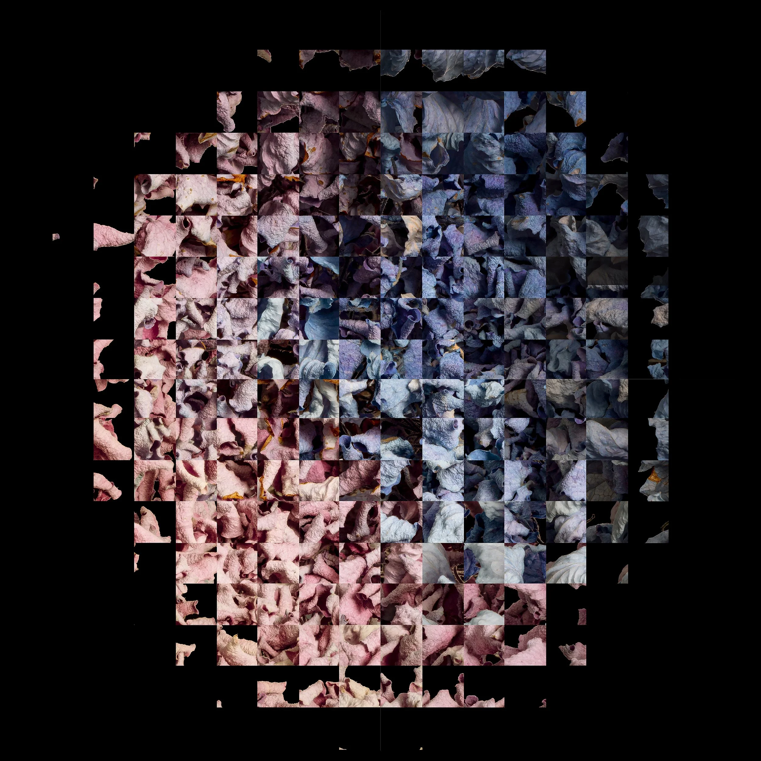 Hydrangea Rubik 2.jpg