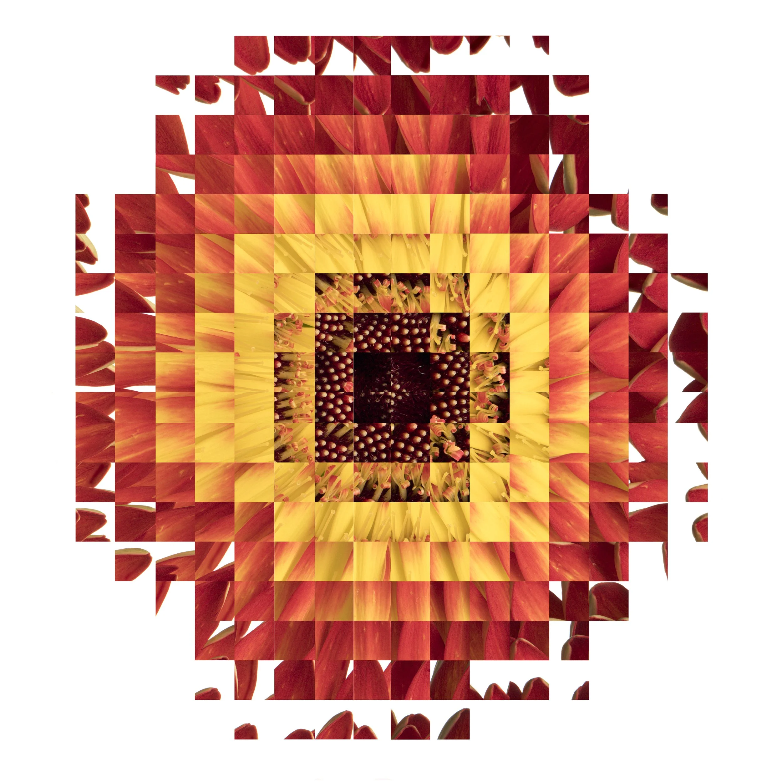 Gerbera Rubik 2.jpg