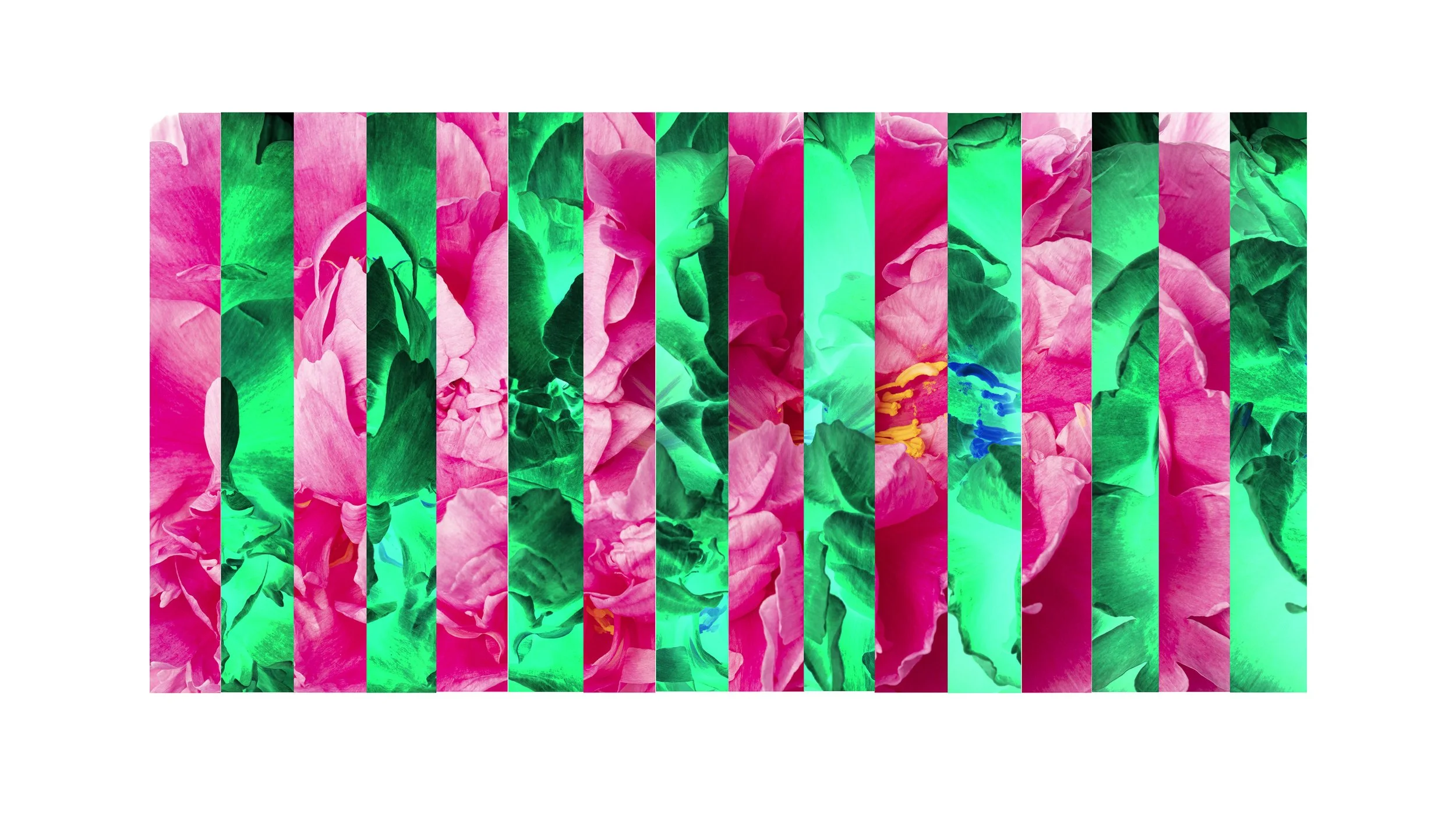 Peony Slice