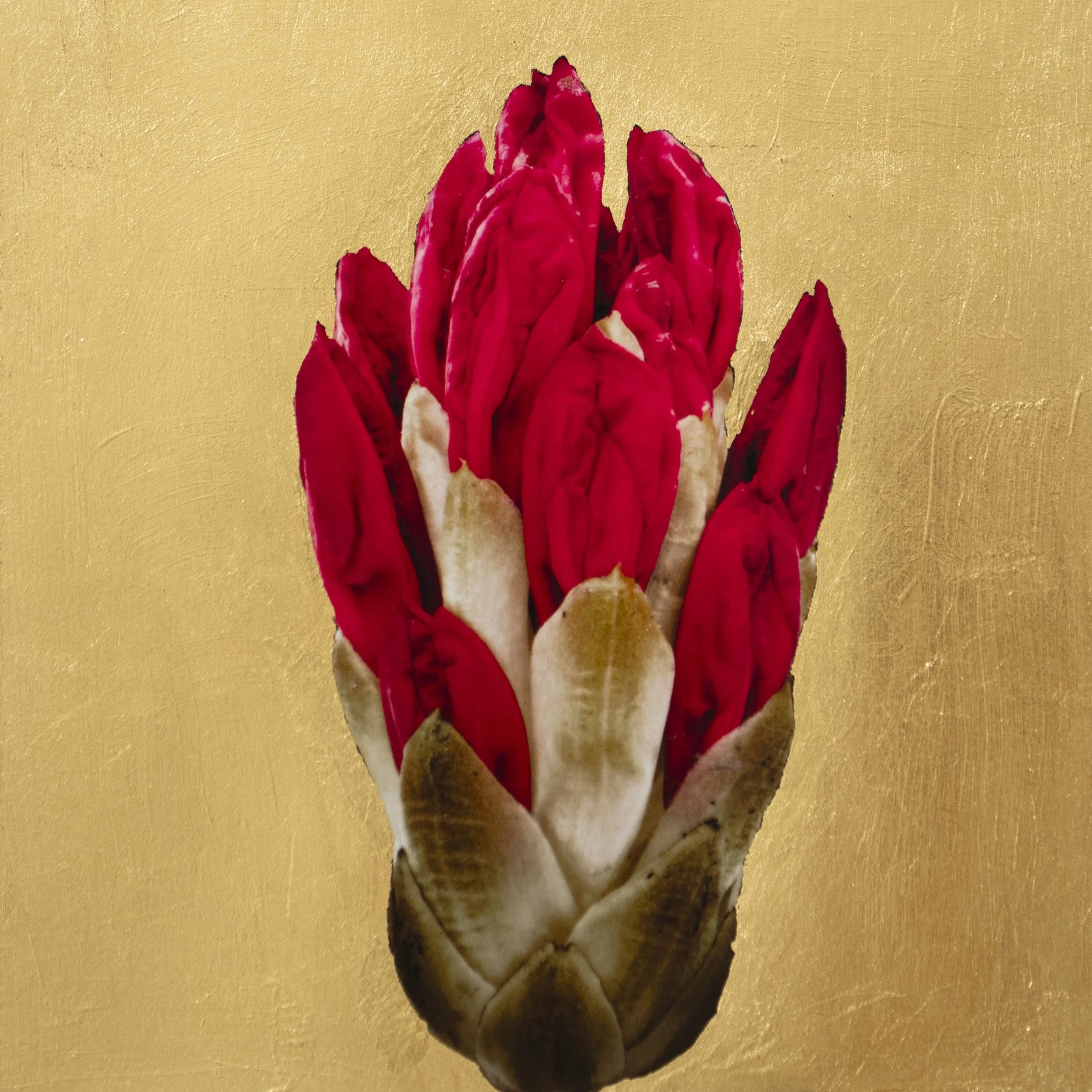 Golden Red Rhododendron