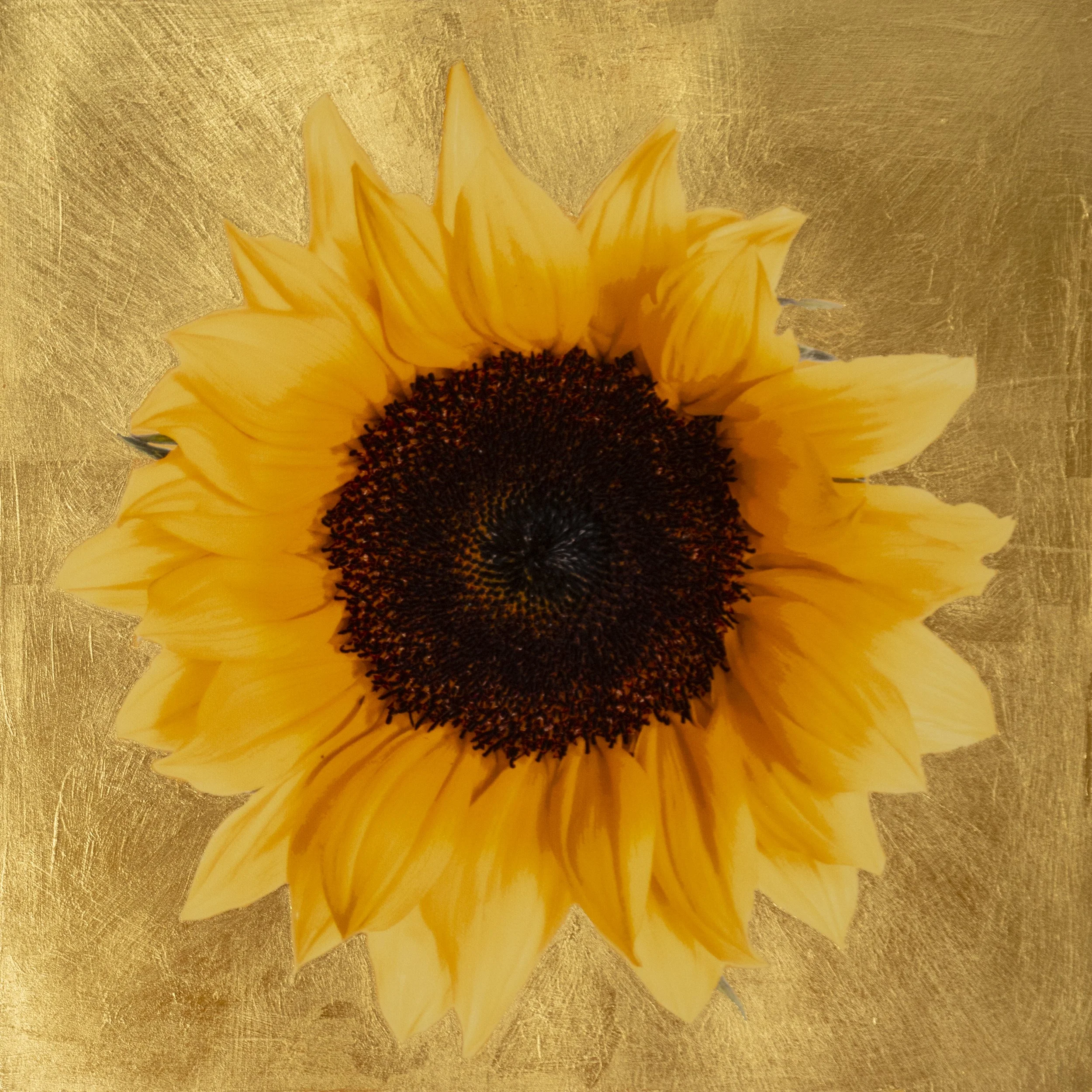 Golden Sunflower