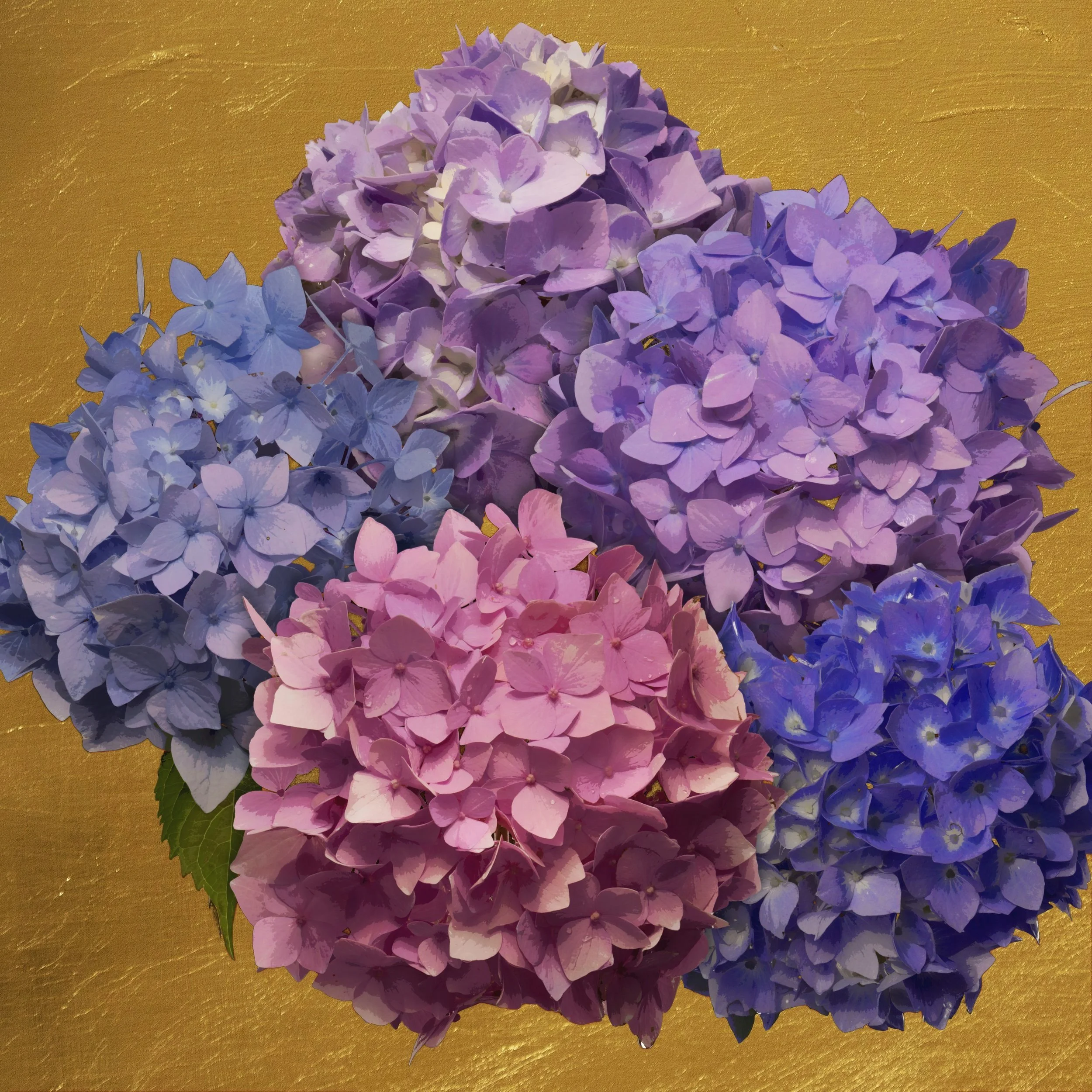 Golden Hydrangea Group