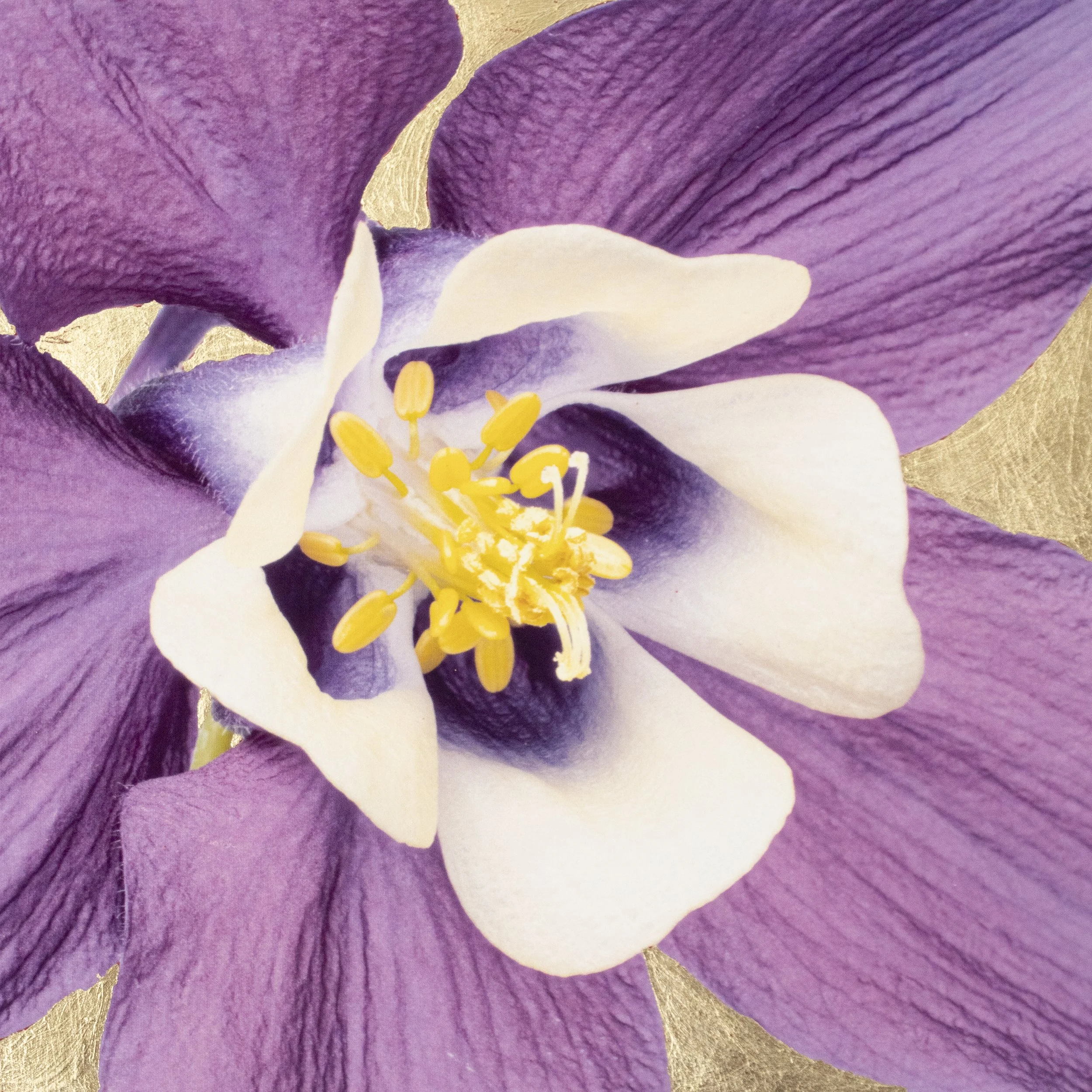 Golden Columbine