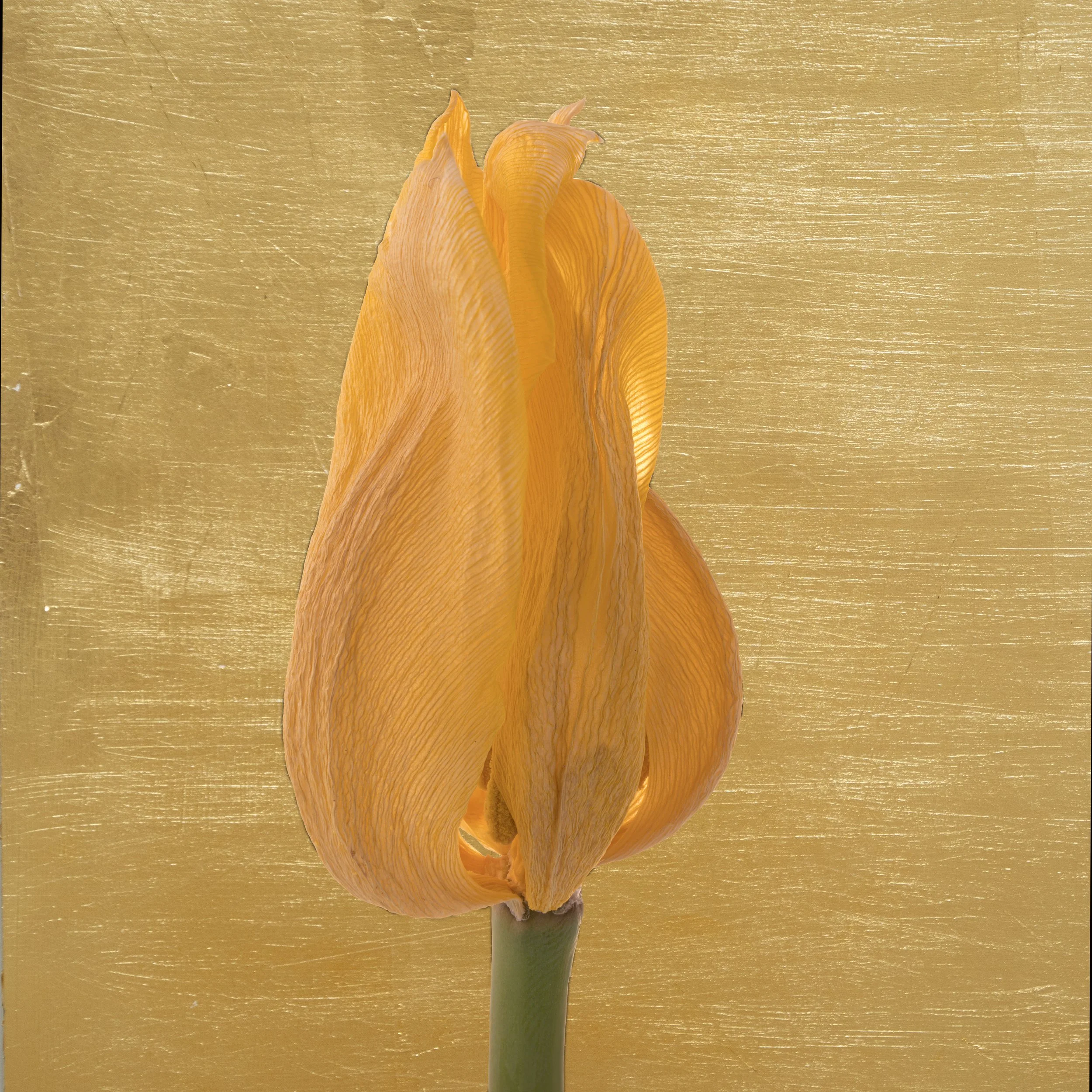 Golden Orange Tulip